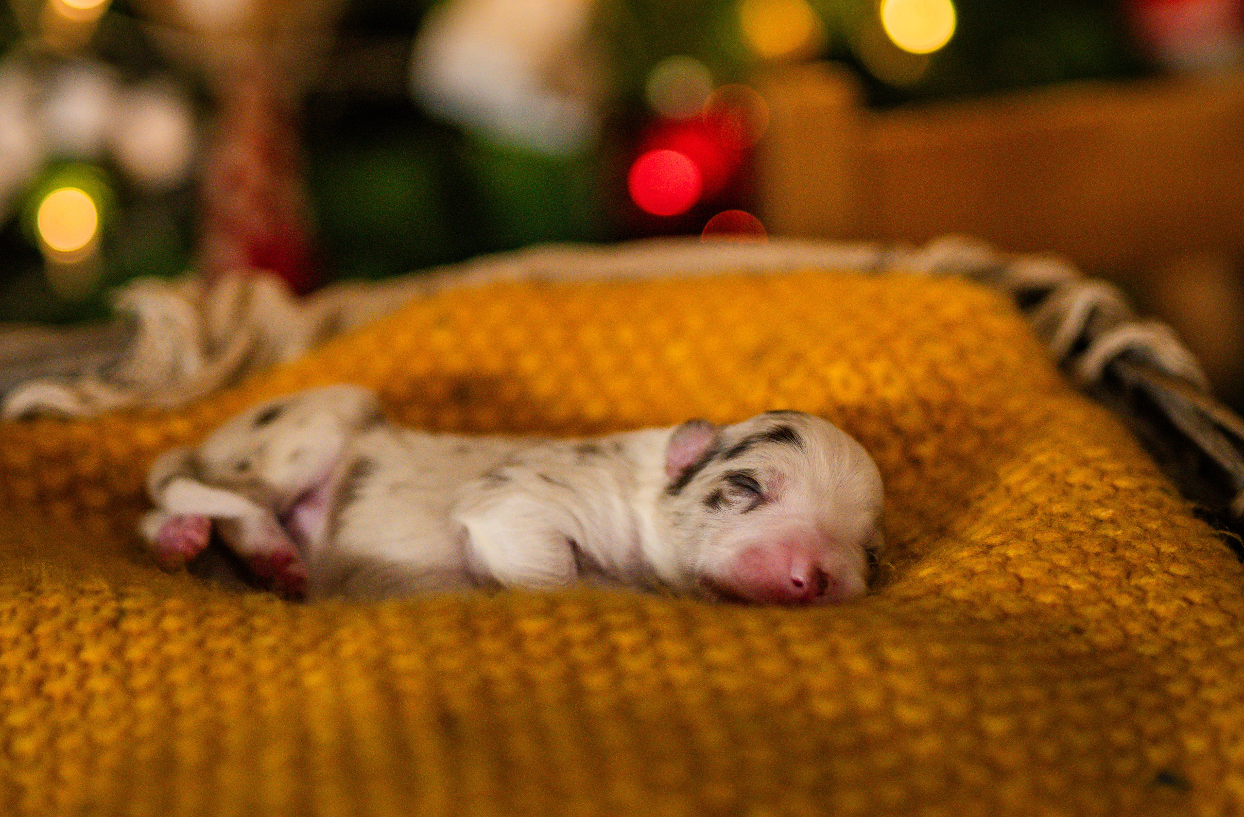 Фритсвит. Семейный фотограф Ефремова Виктория