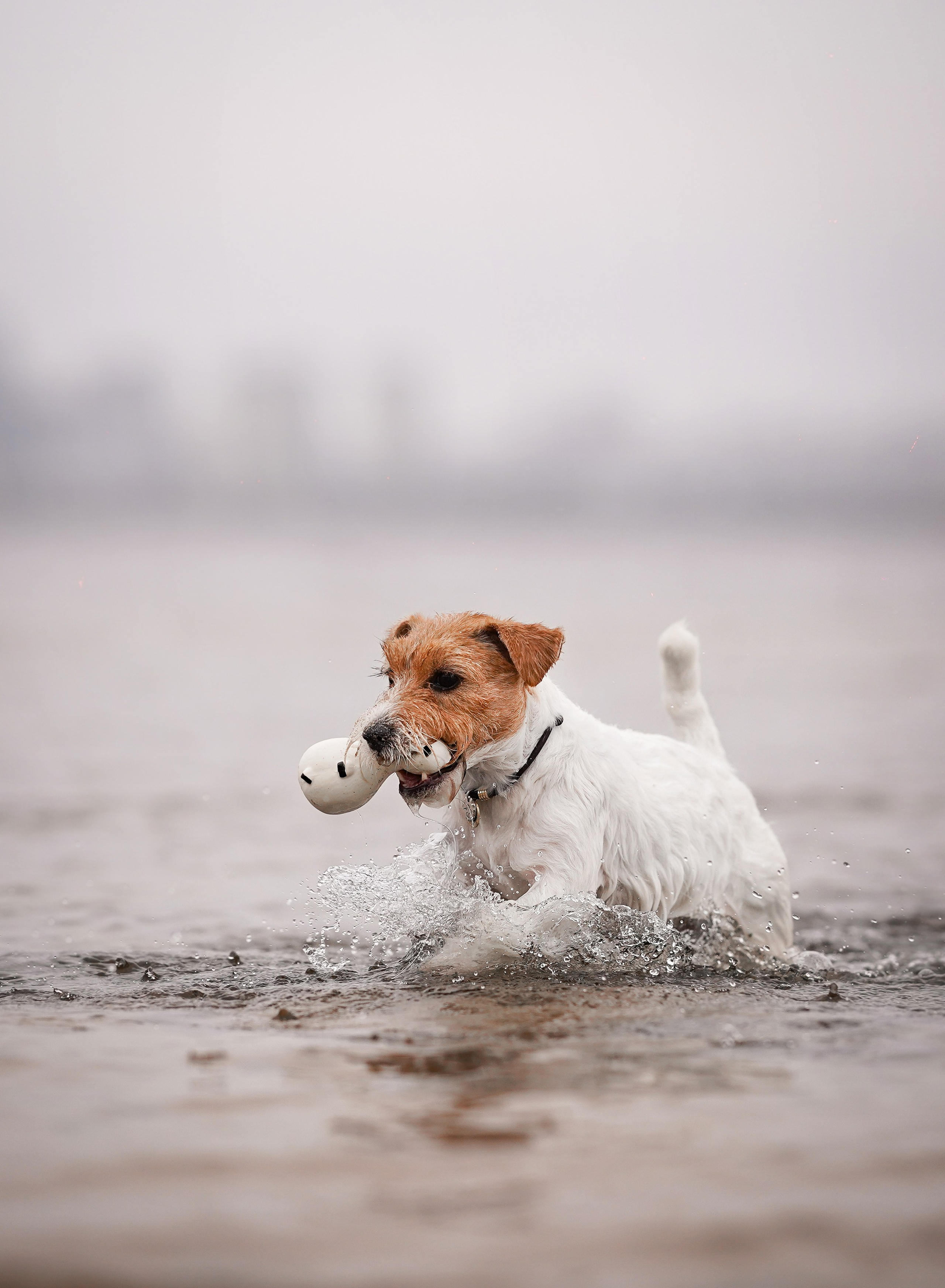 Люба и Тося. Фотограф-анималист в Санкт-Петербурге Яна Мартынова