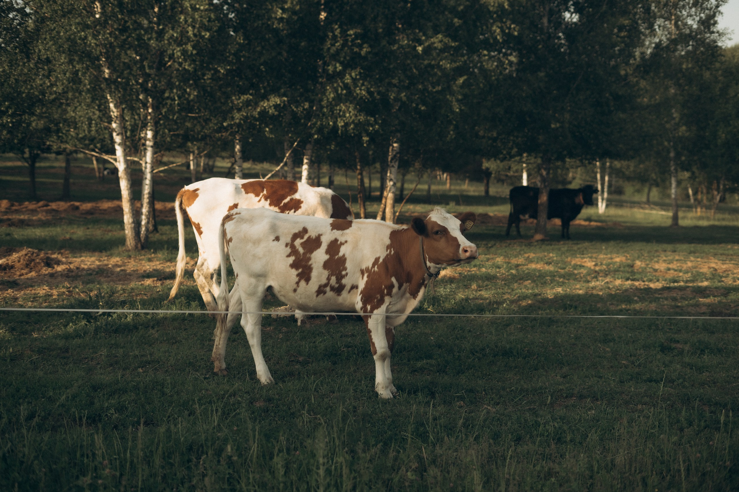 Семейные съемки. Фотограф Новомосковск | Тула