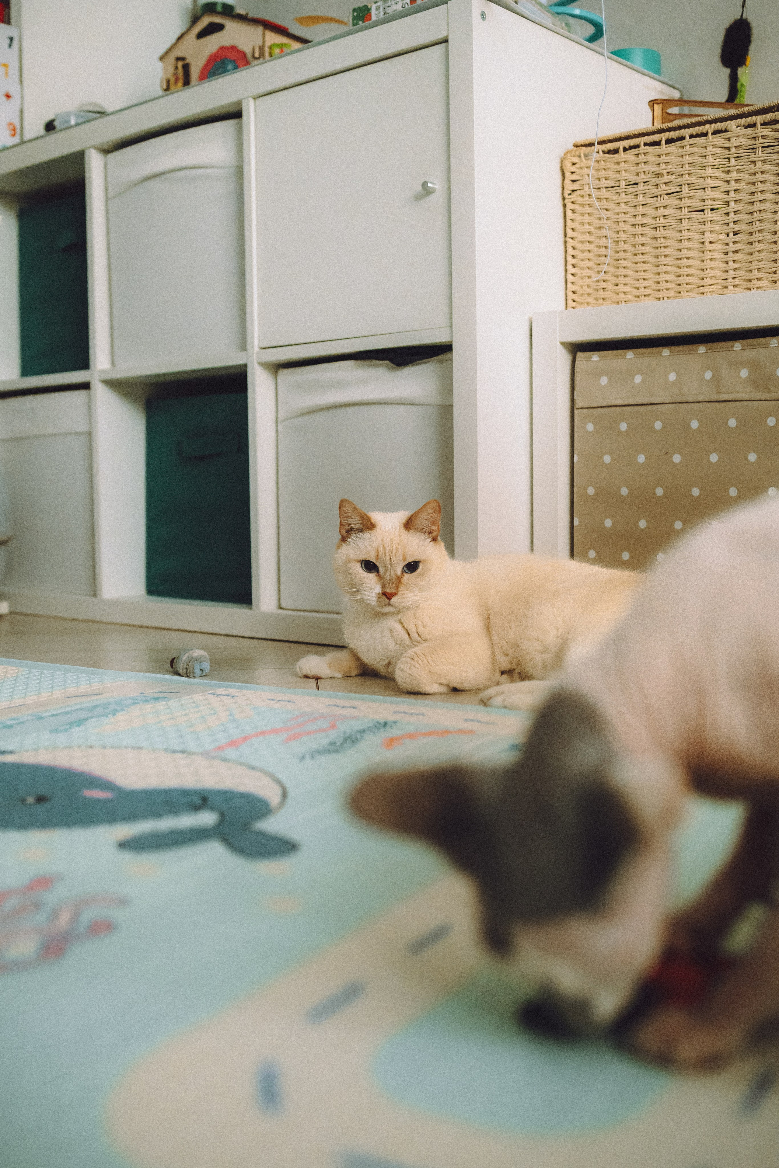 Топик и его семья