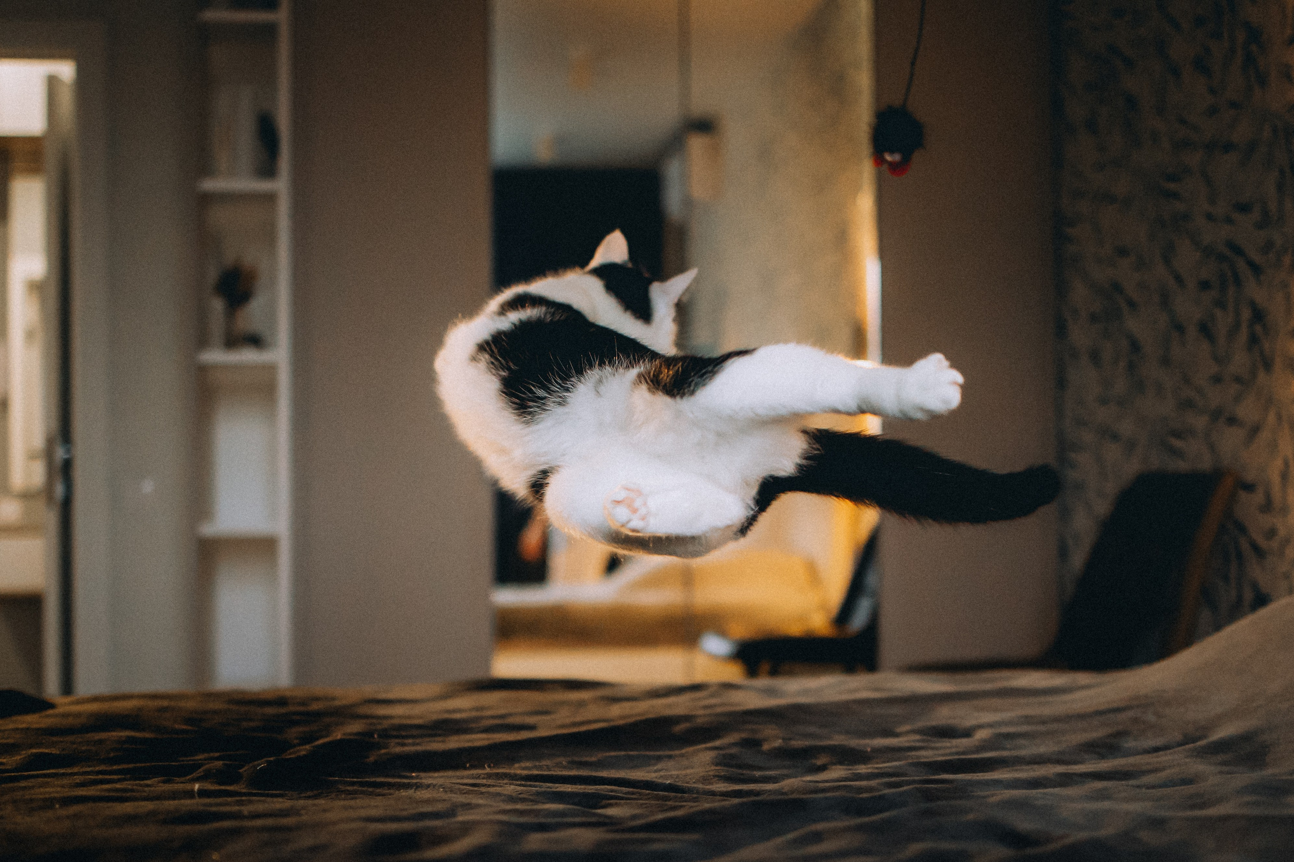 Рыся, Кепа и их семья