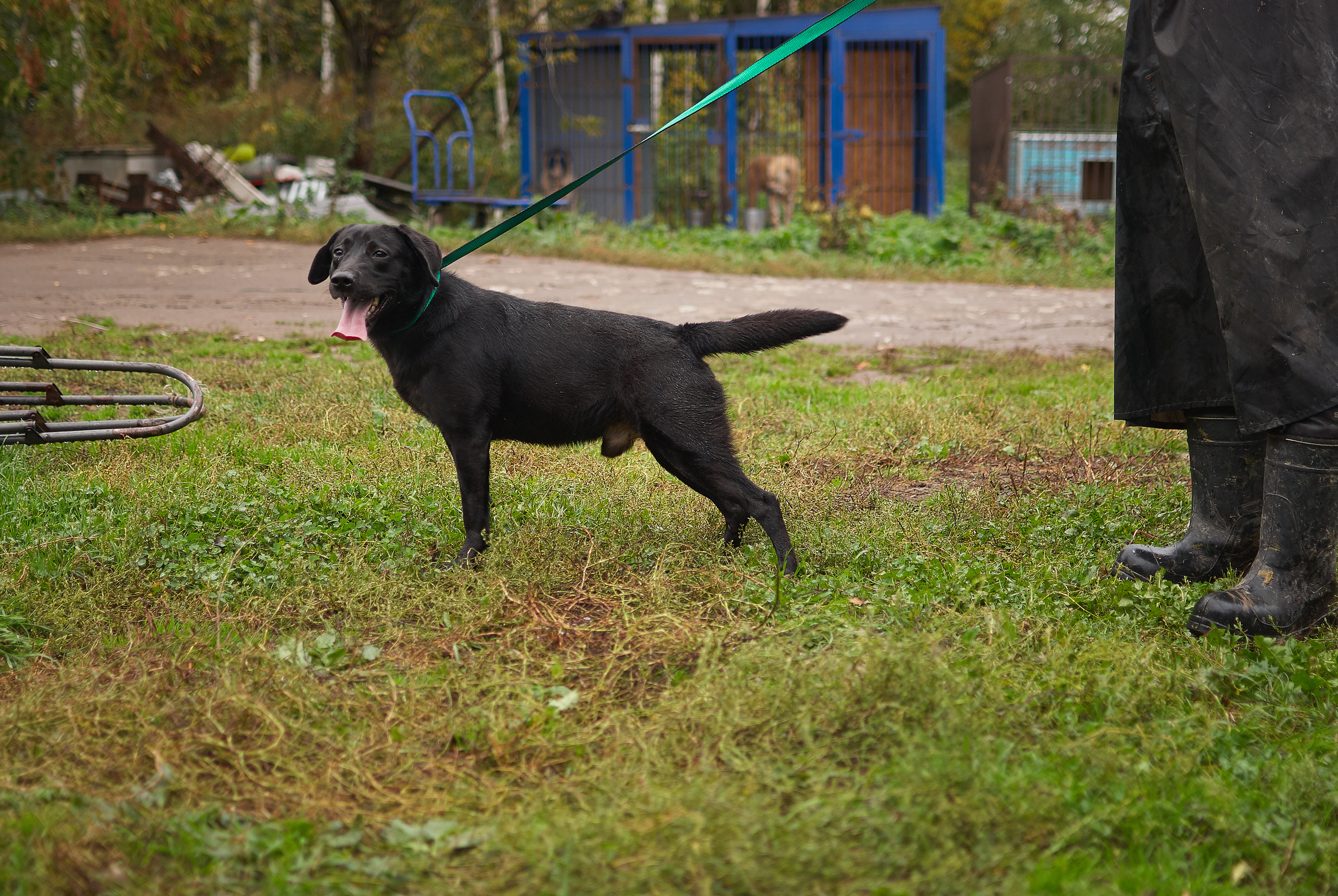 Собачий приют