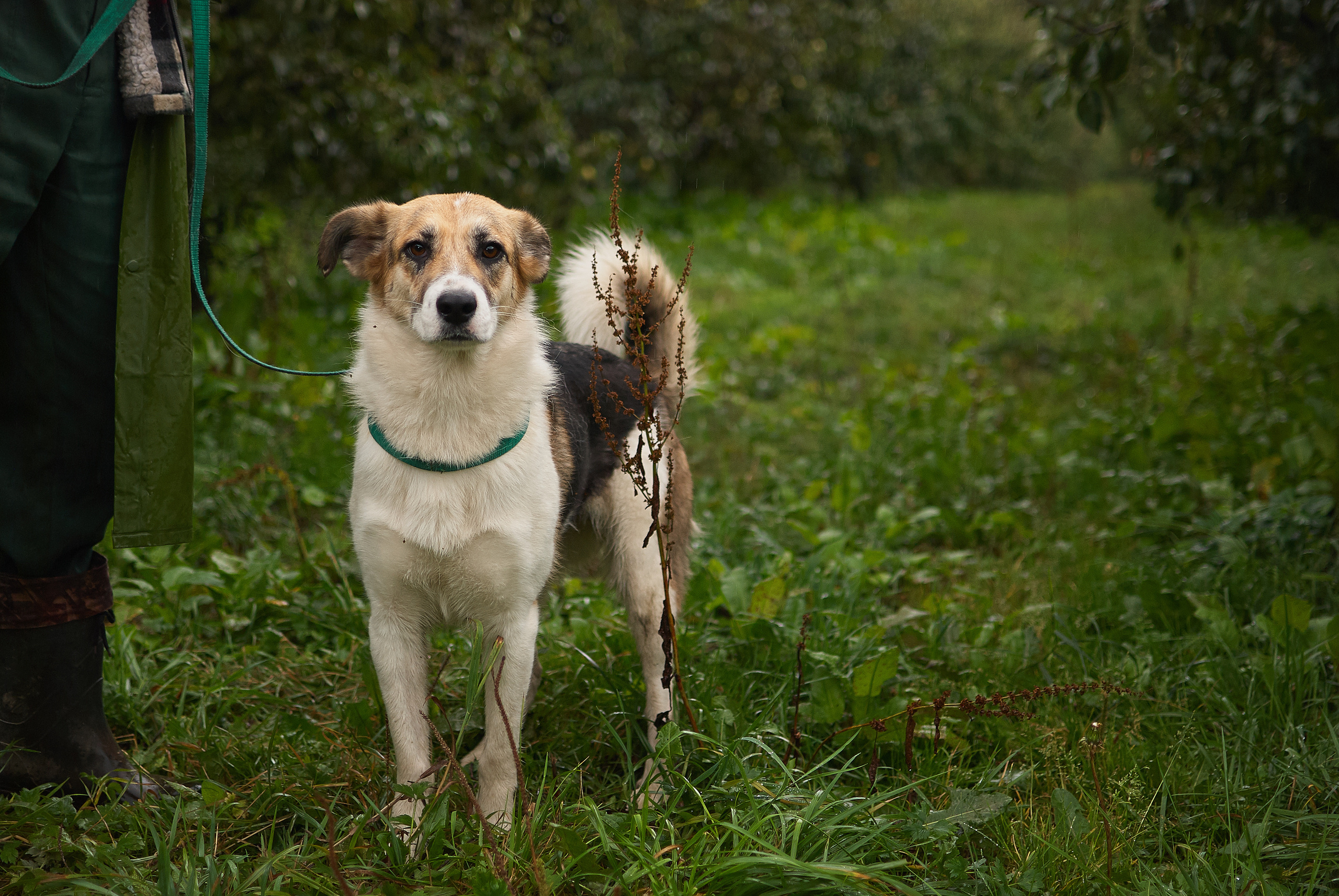 Собачий приют
