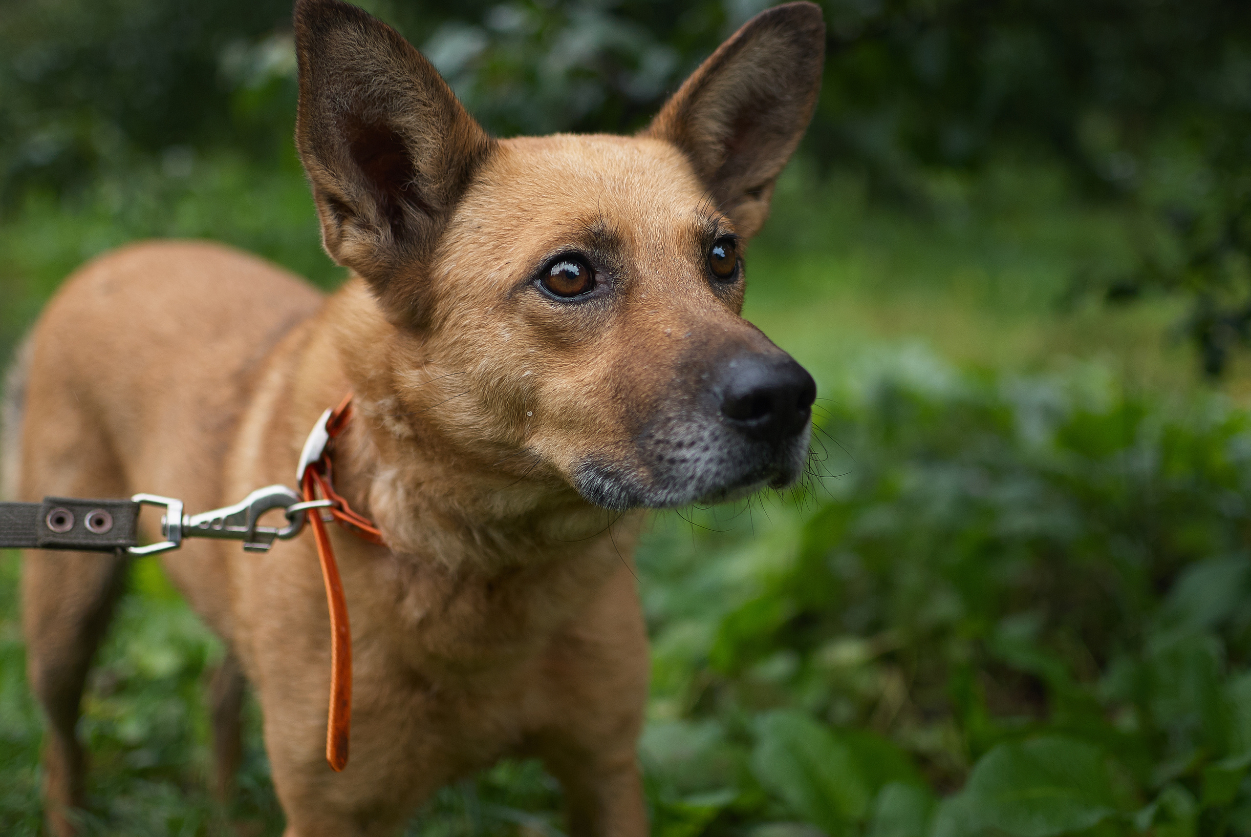 Собачий приют