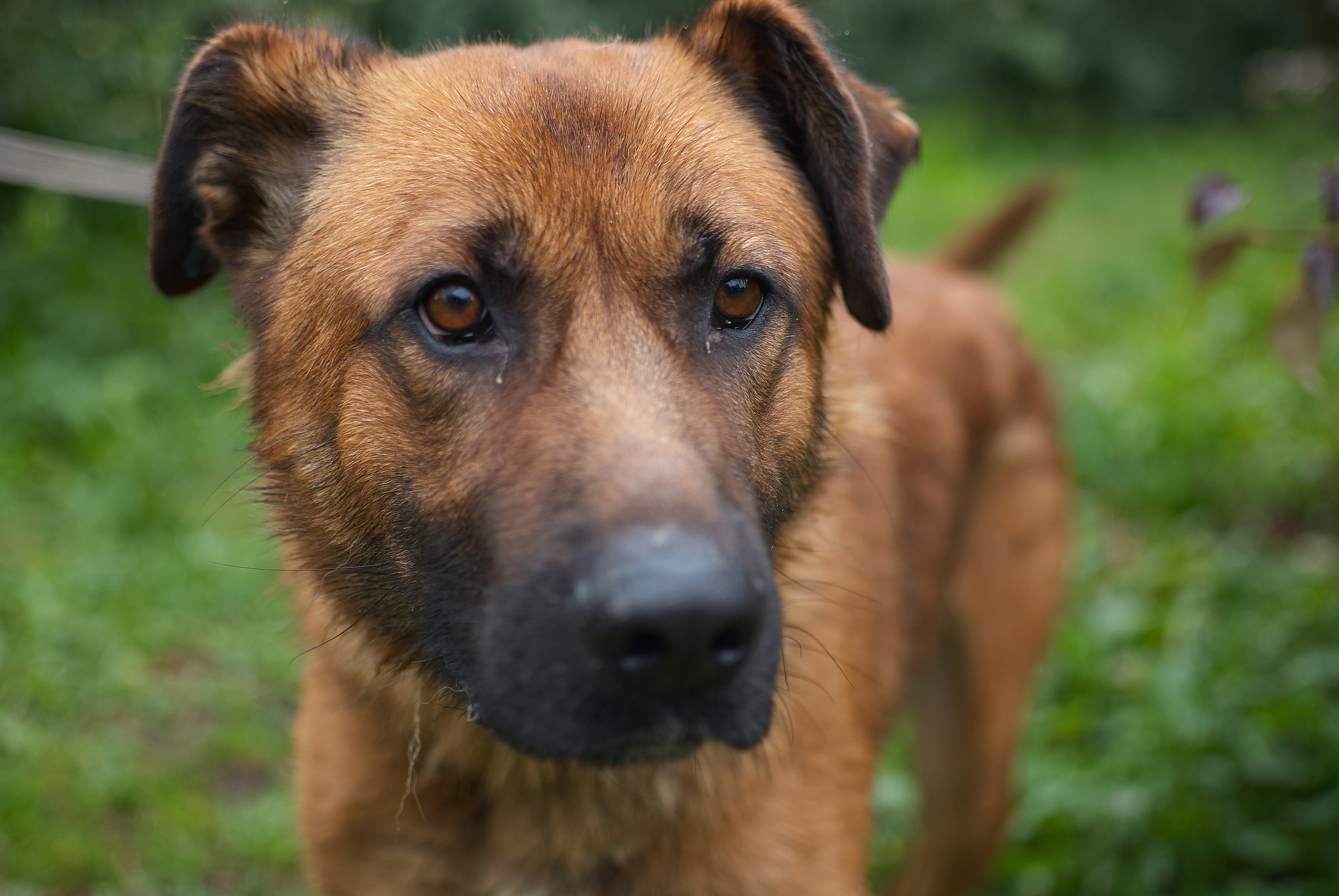 Собачий приют