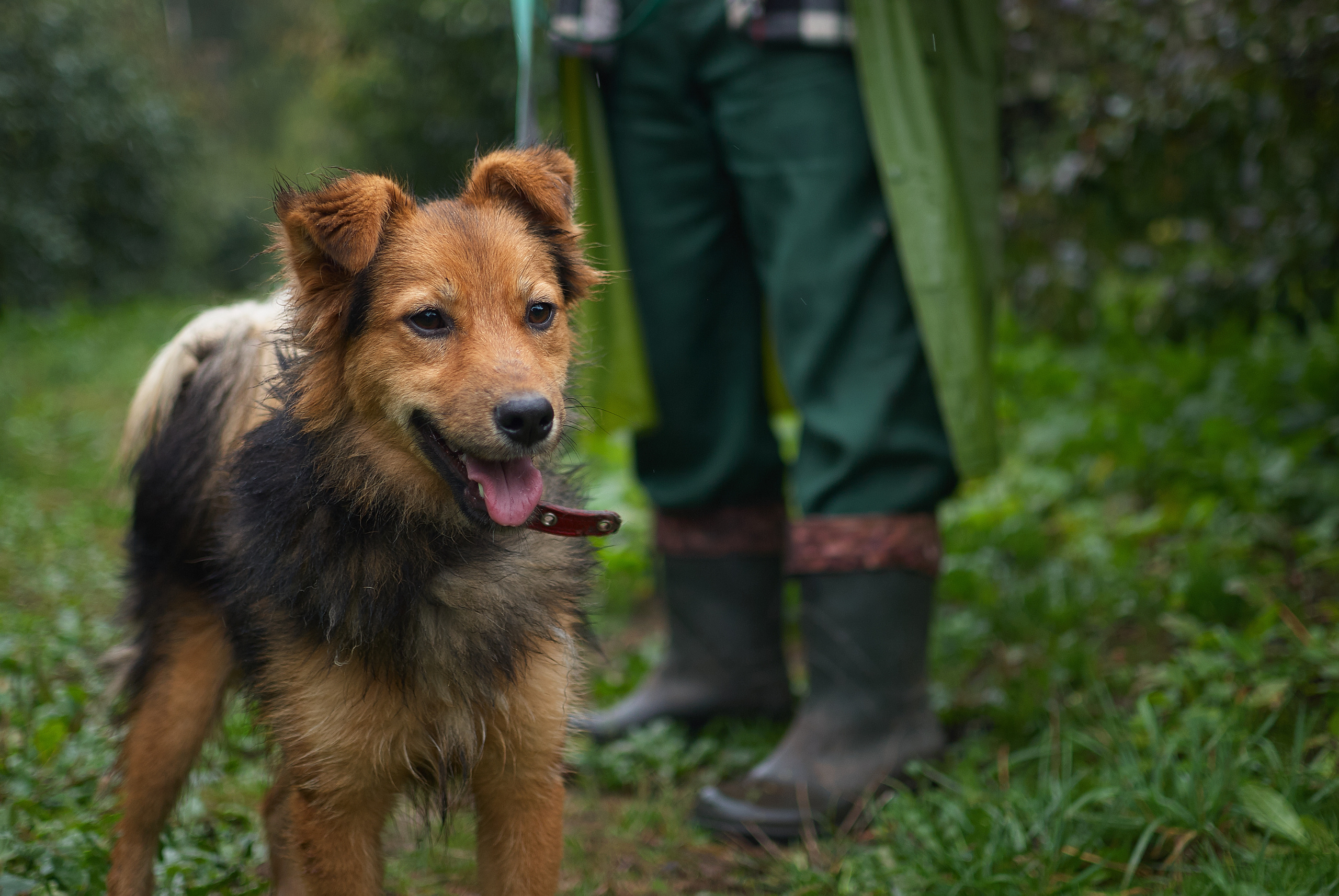 Собачий приют
