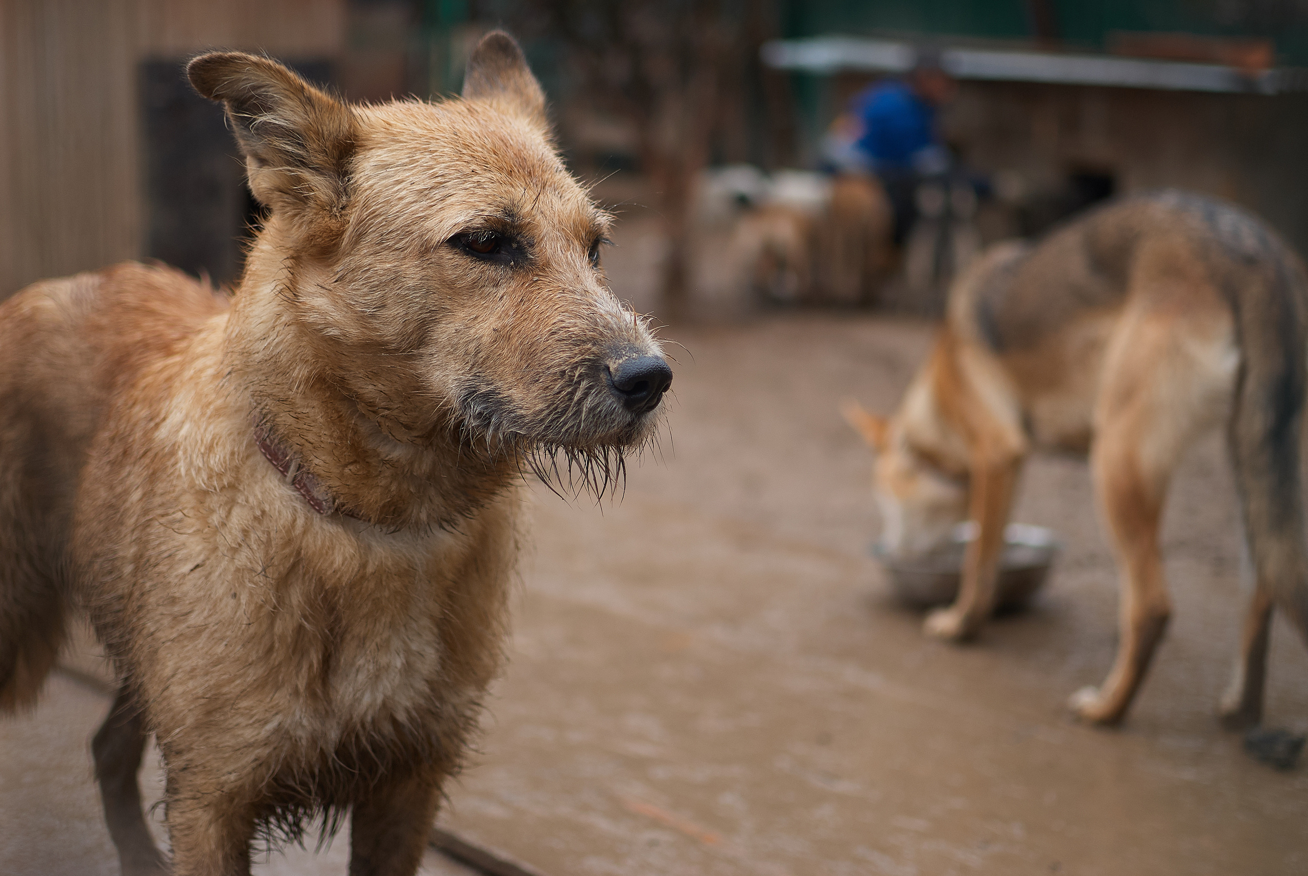 Собачий приют