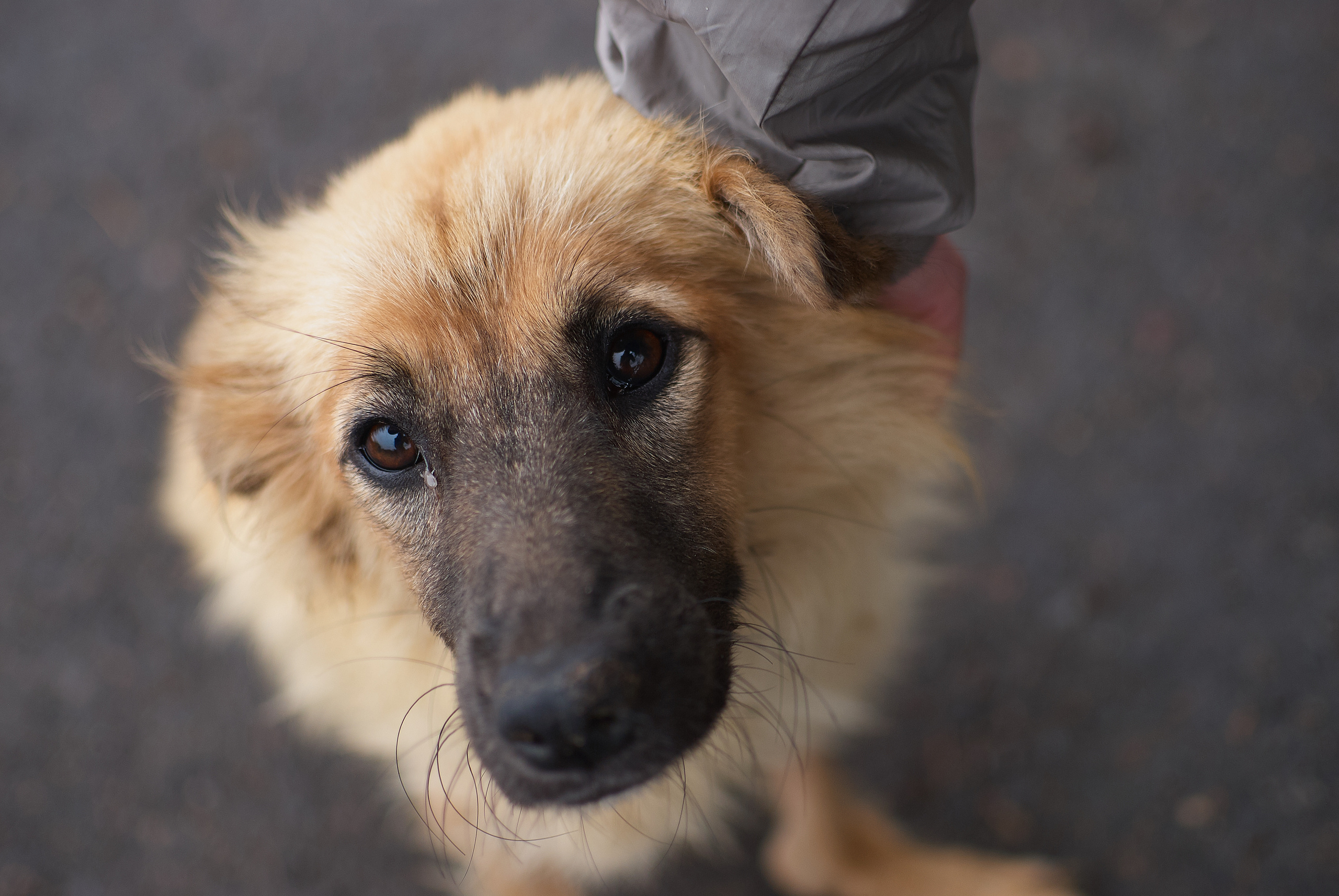 Собачий приют