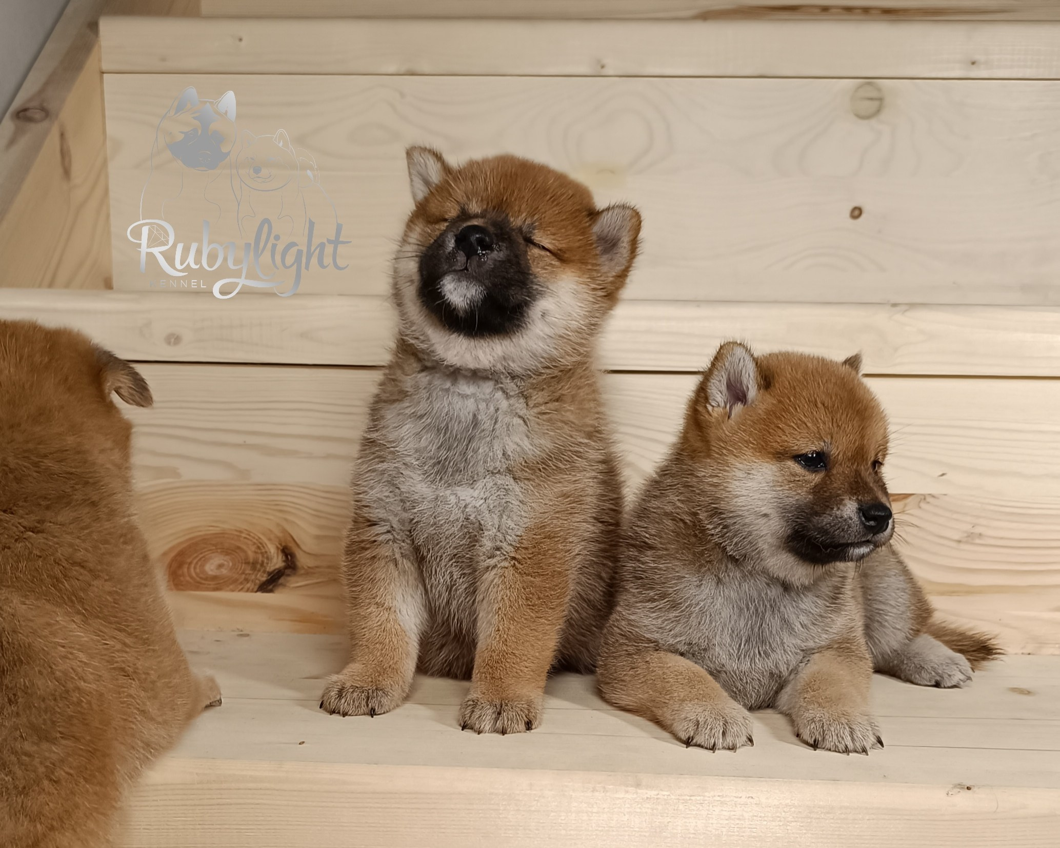 Сиба Помёт Е питомник Рубилайт