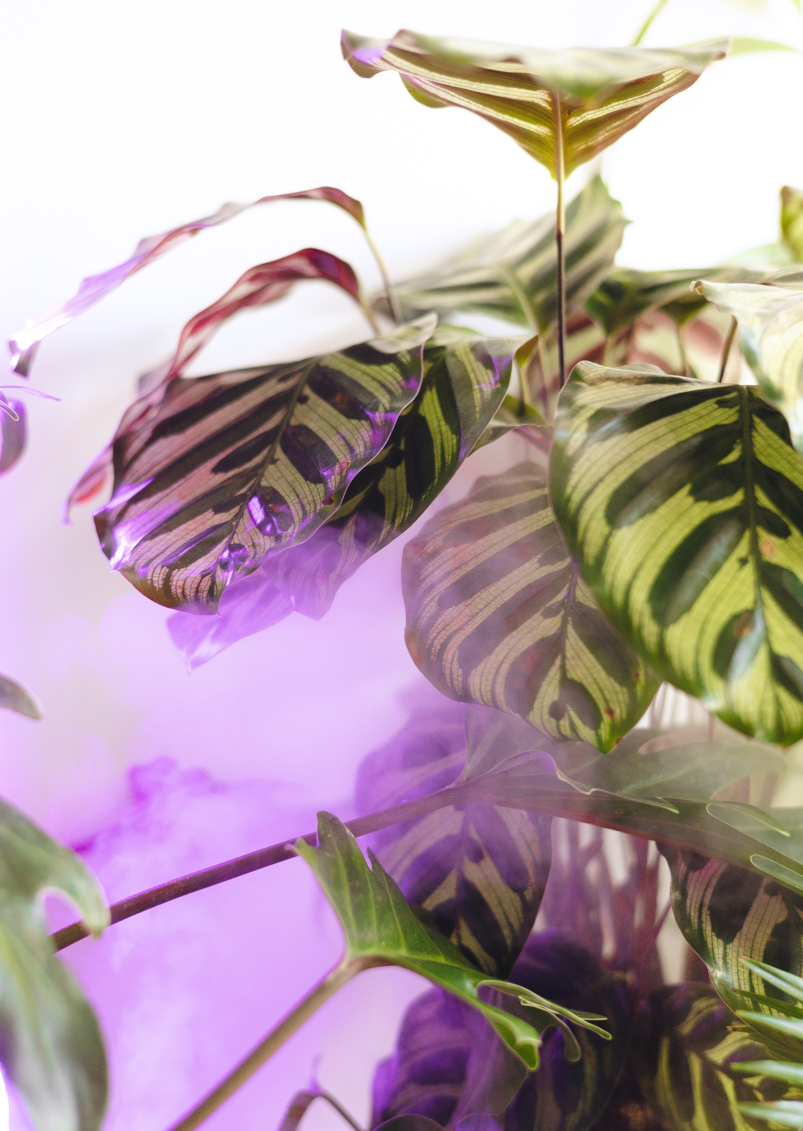 Предметная съемка для бизнеса. Фотограф в Санкт-Петербурге Осокина Елизавета