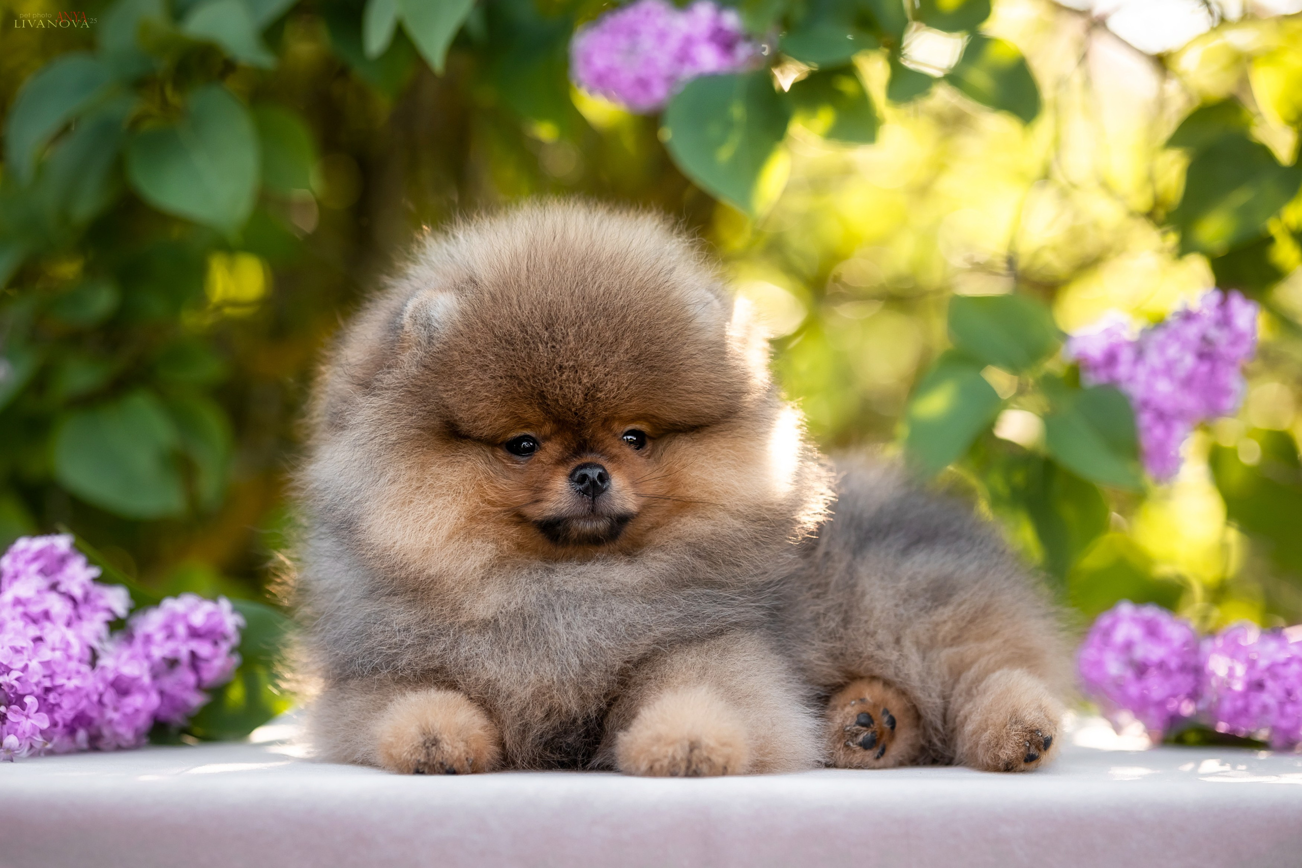 Шпичики. Фотограф анималист Аня Ливанова | Рыбинск