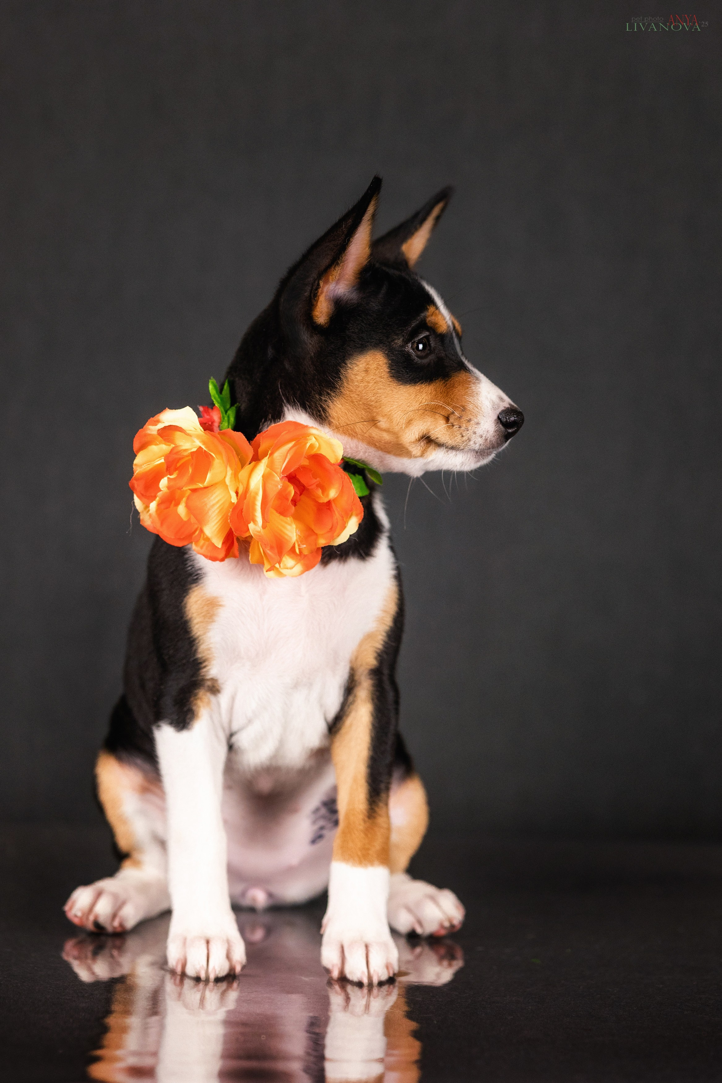 Басенджи. Фотограф анималист Аня Ливанова | Рыбинск