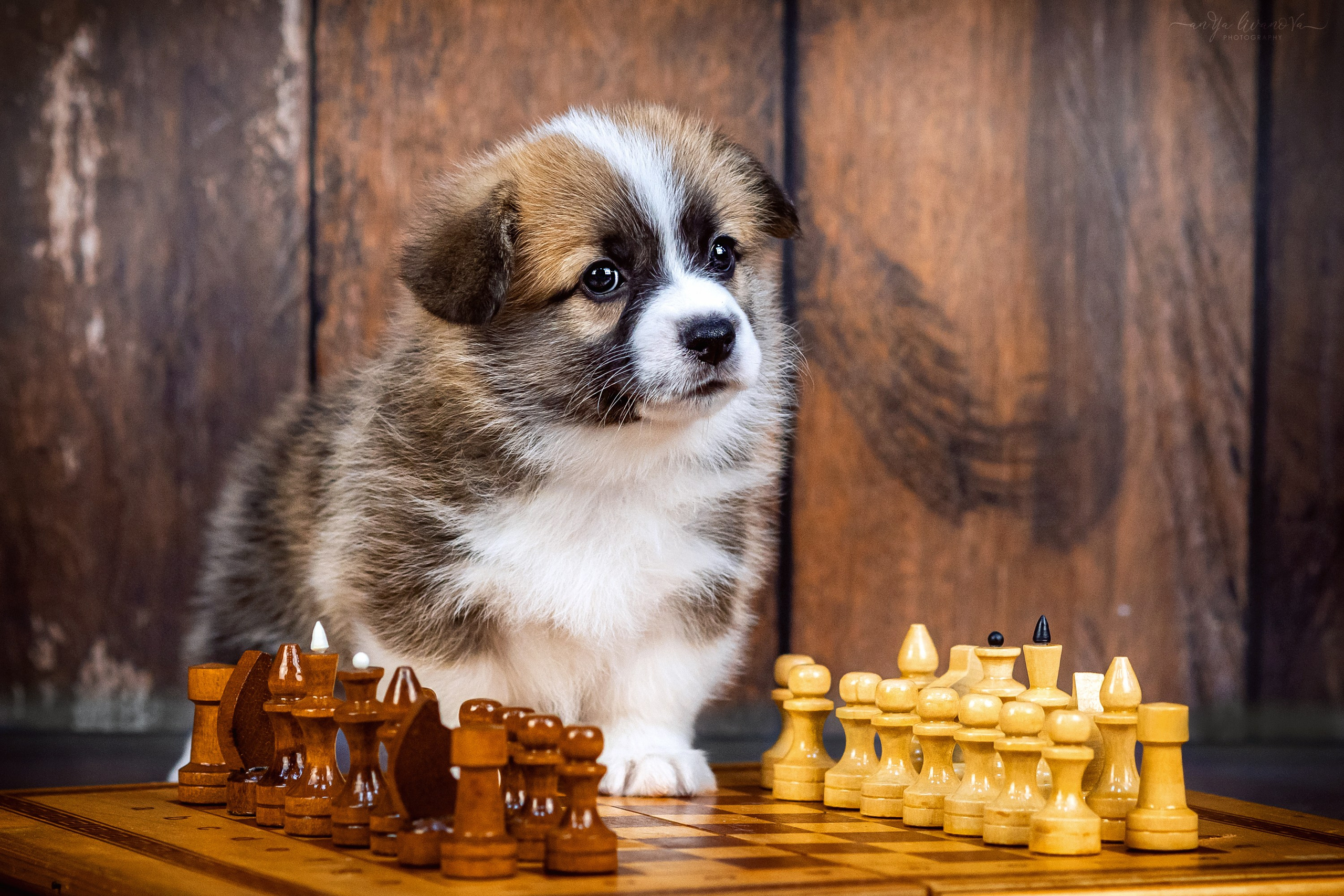 Коржики. Фотограф анималист Аня Ливанова | Рыбинск
