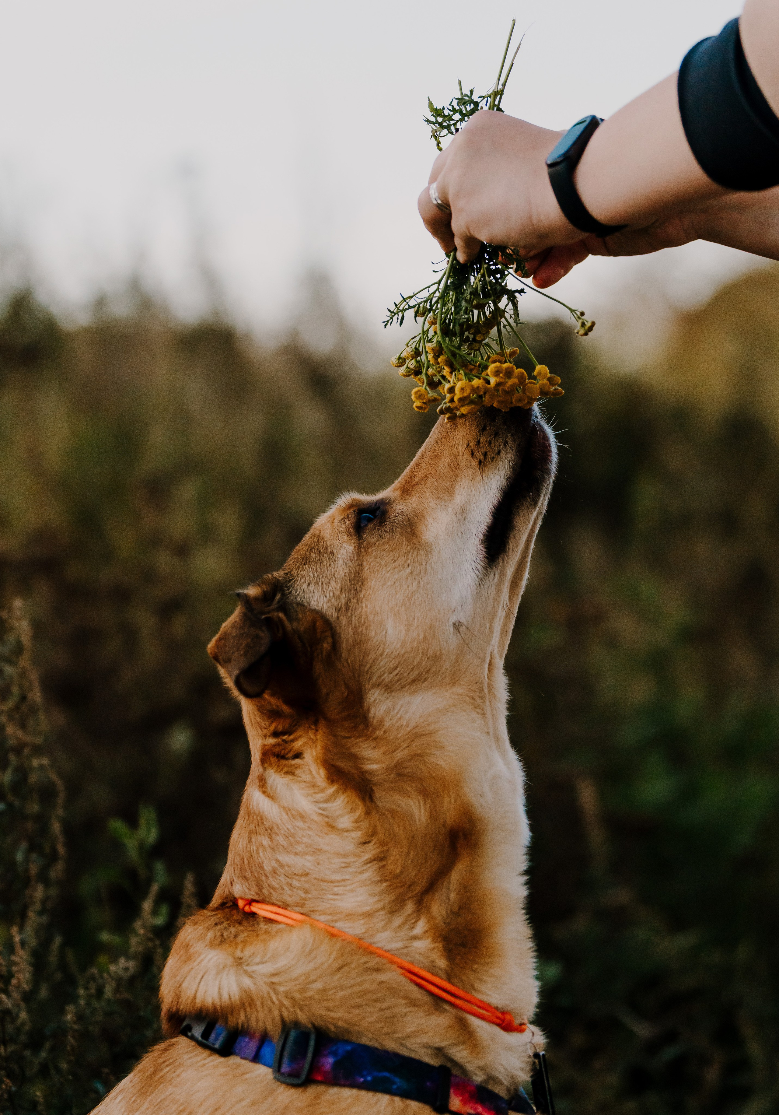 Семейная фотосессия с двумя собаками на закате. Фотограф анималист в Спб недорого Олеся Майорова