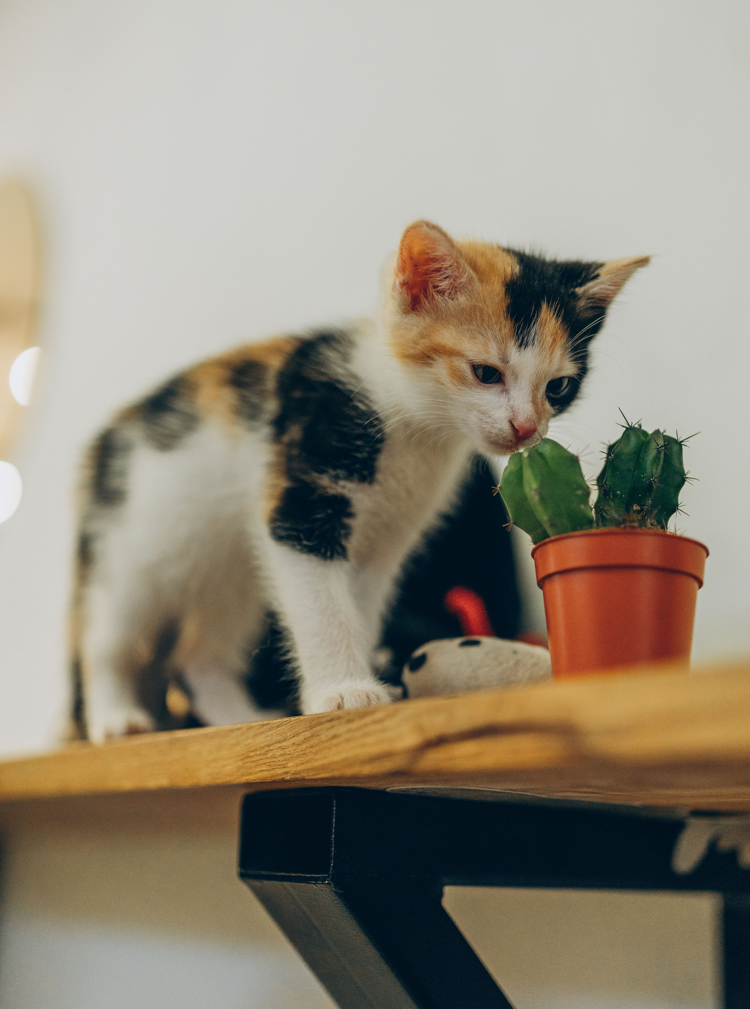 Соник. Фотограф анималист в Спб недорого Олеся Майорова