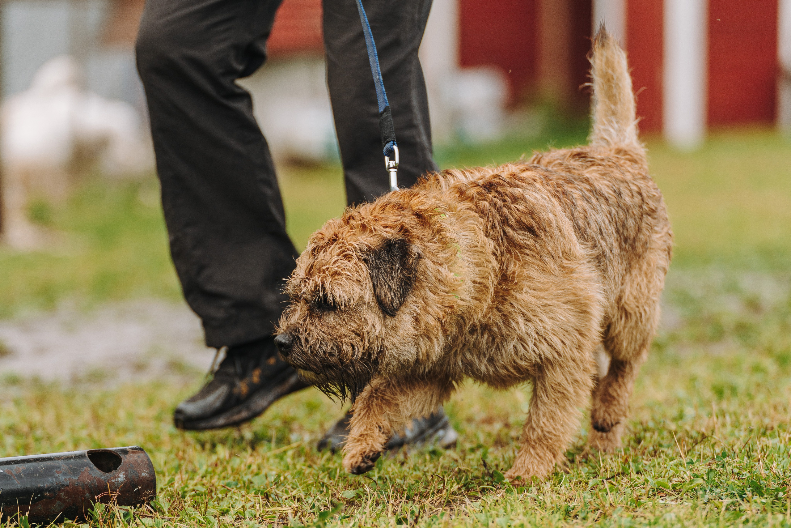Соревнования по ноузворку в Новожилово. Фотограф анималист в Спб недорого Олеся Майорова