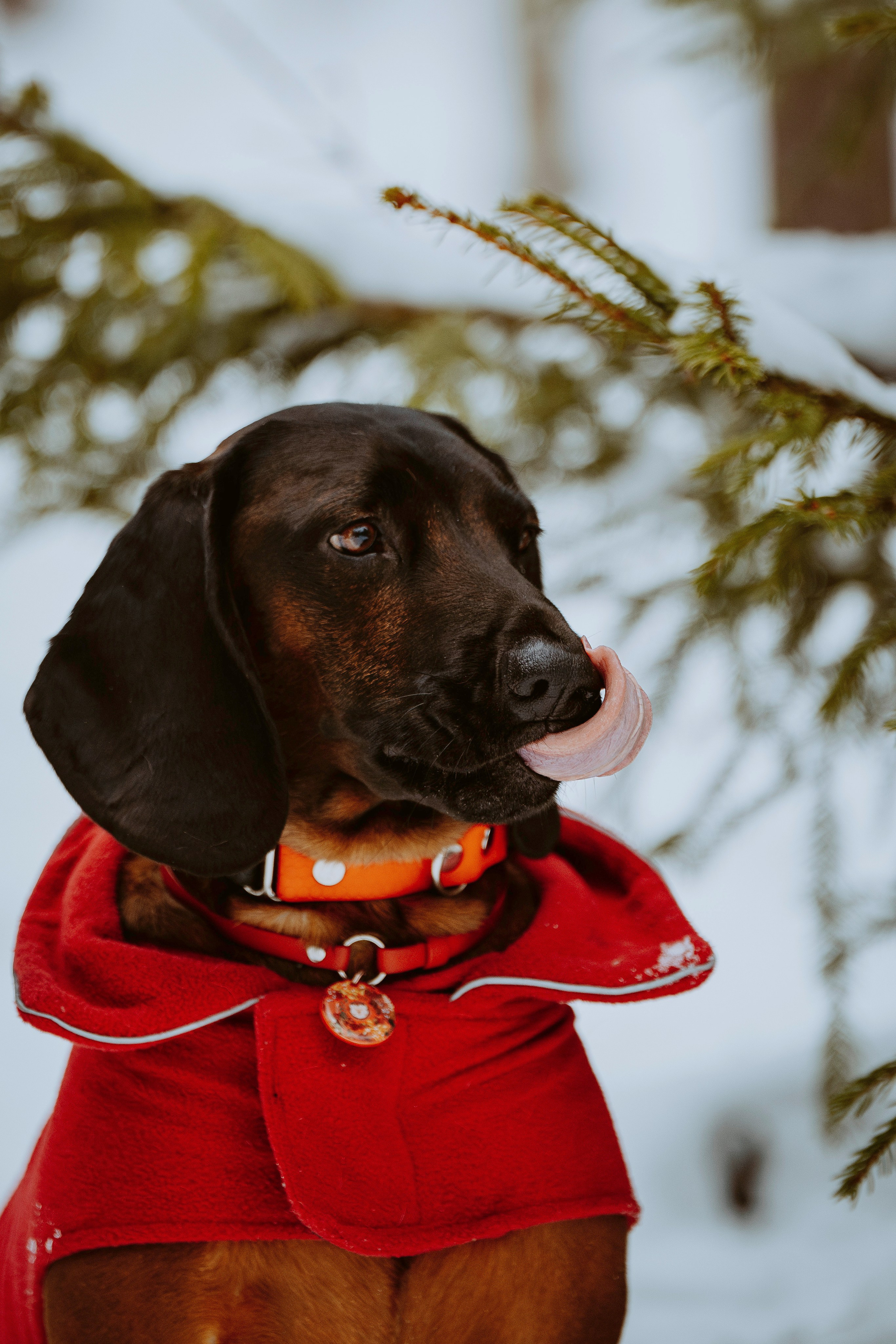 Ольга, Рора и Румпель. Фотограф анималист в Спб недорого Олеся Майорова