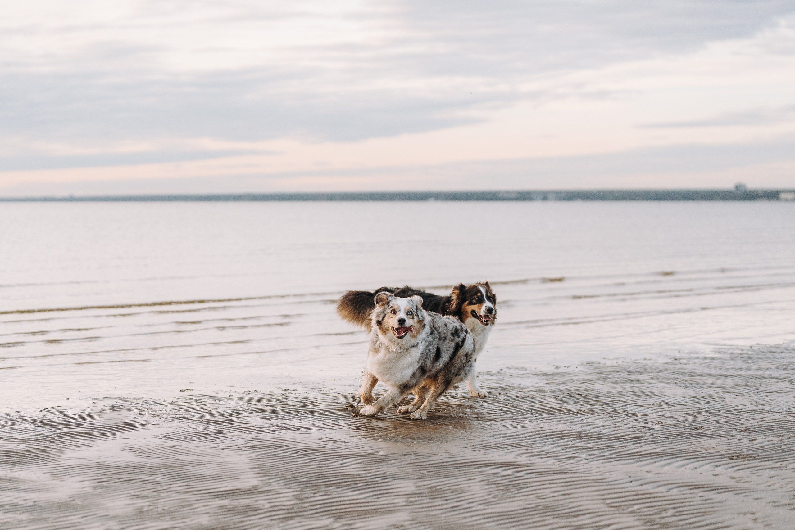 Фотограф анималист в Спб. Фотограф анималист в Спб недорого Олеся Майорова