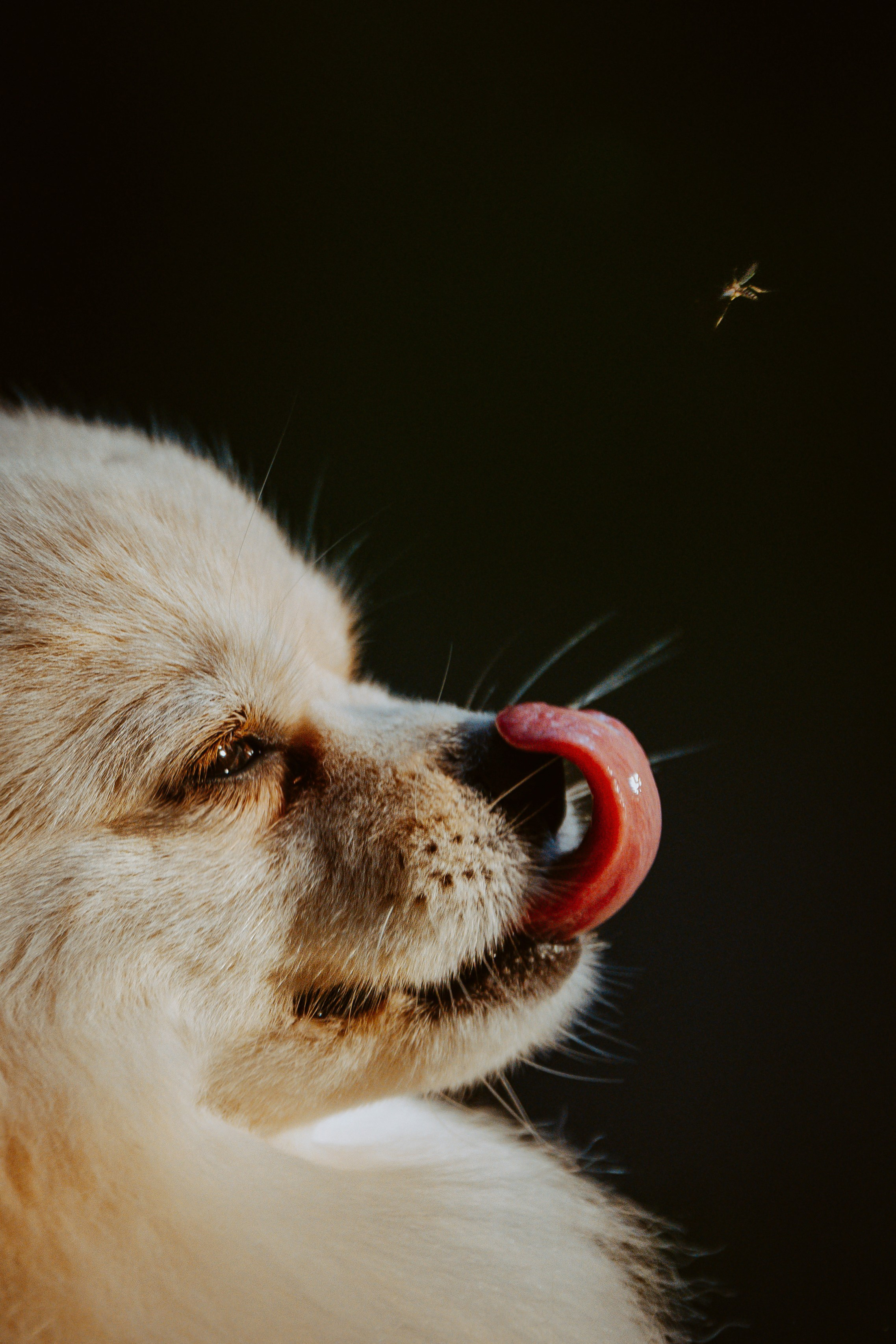 Фотосессия с собачкой в лесу. Фотограф анималист в Спб недорого Олеся Майорова