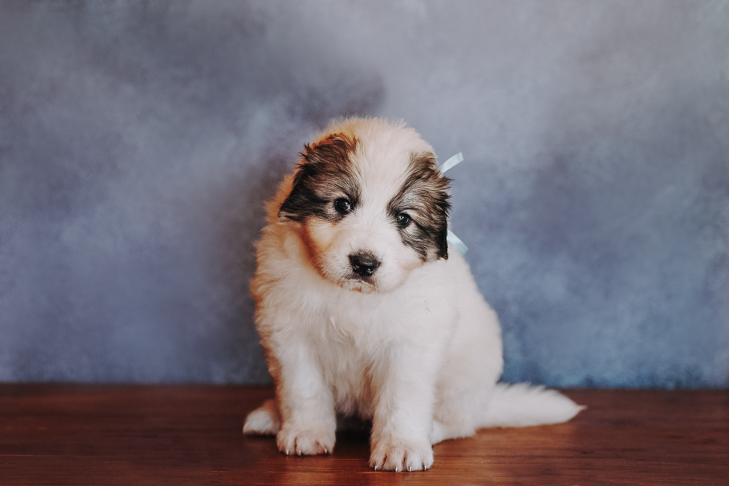 Пиренейские горные. Фотограф анималист в Спб недорого Олеся Майорова