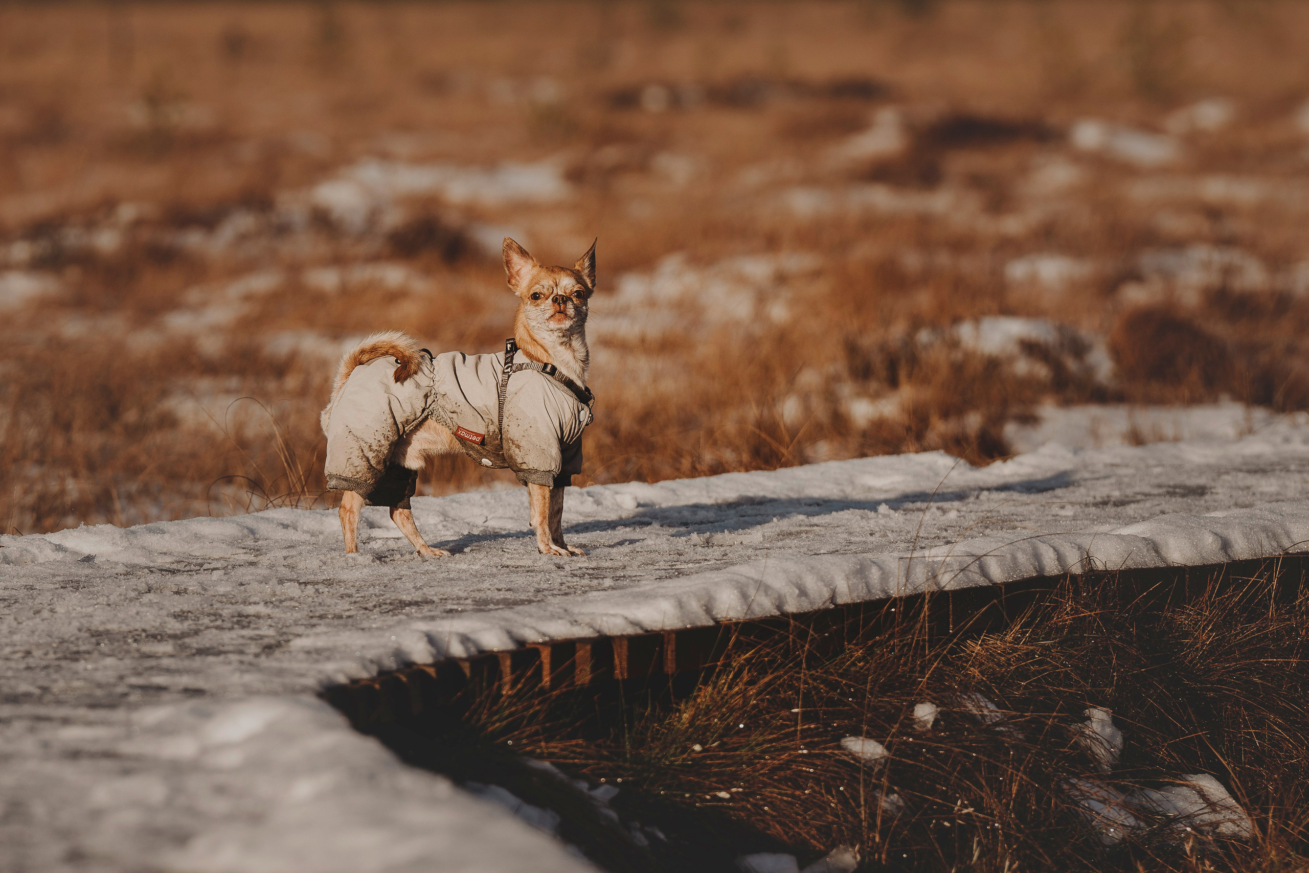 Наталия и Боря. Фотограф анималист в Спб недорого Олеся Майорова