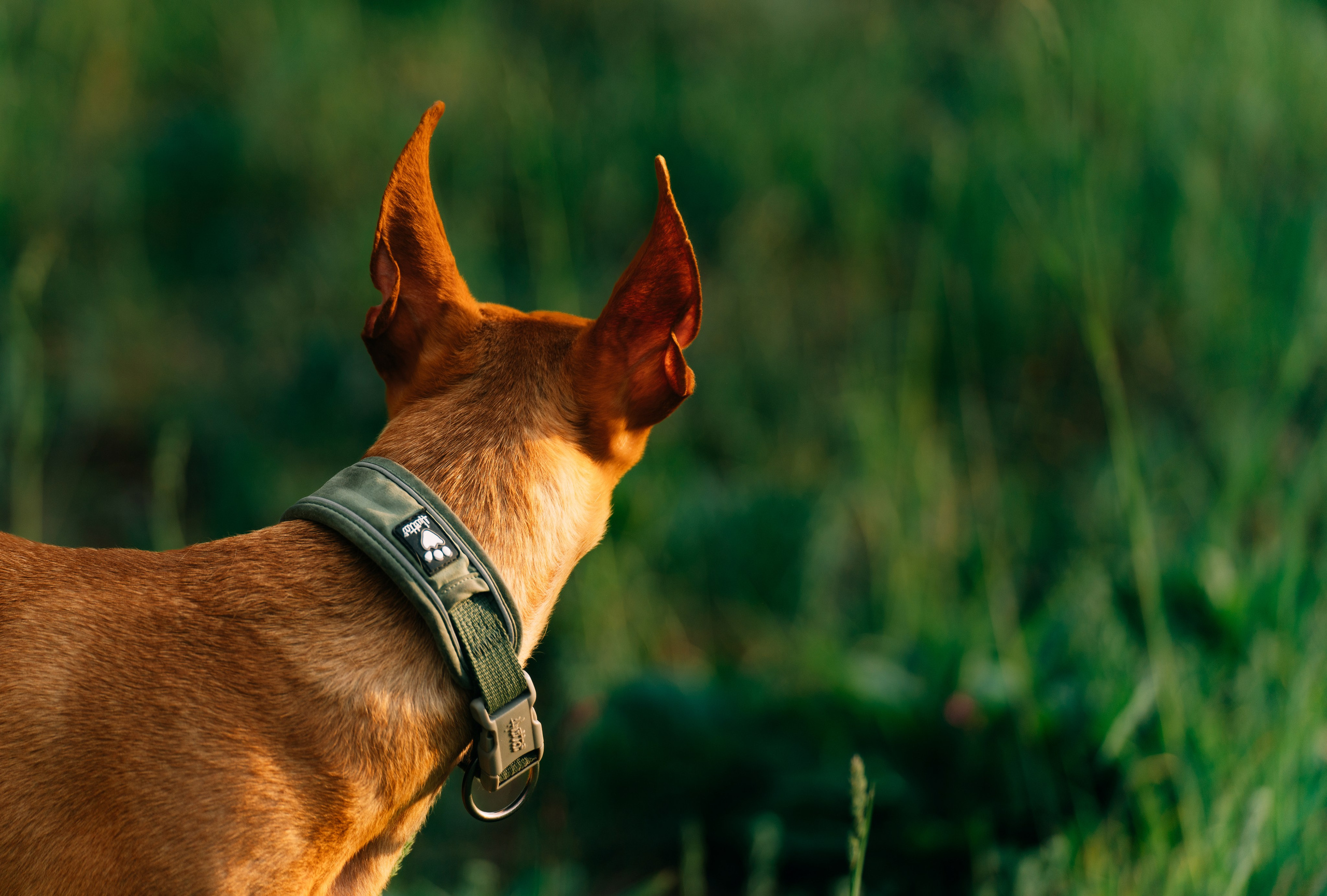 Фотоссесия с двумя собакми Спб. Фотограф анималист в Спб недорого Олеся Майорова