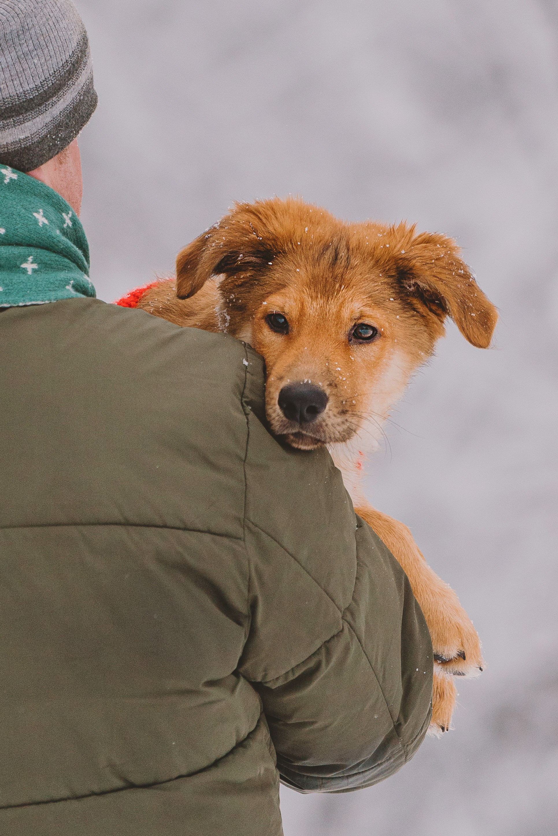 Фотосессия с питомцами на природе. Фотограф анималист в Спб недорого Олеся Майорова