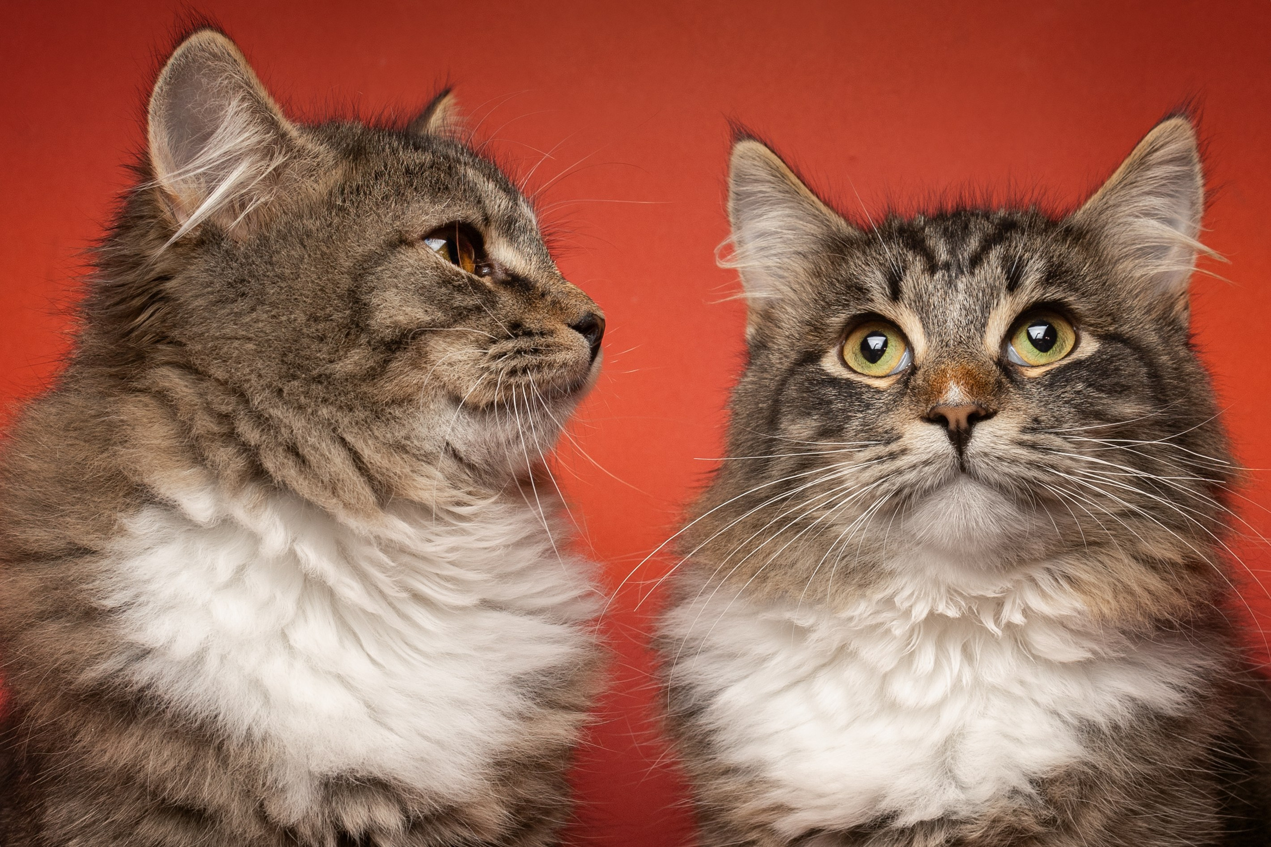 Коты. Фотограф Демид Никитин. г. Дубна, Москва