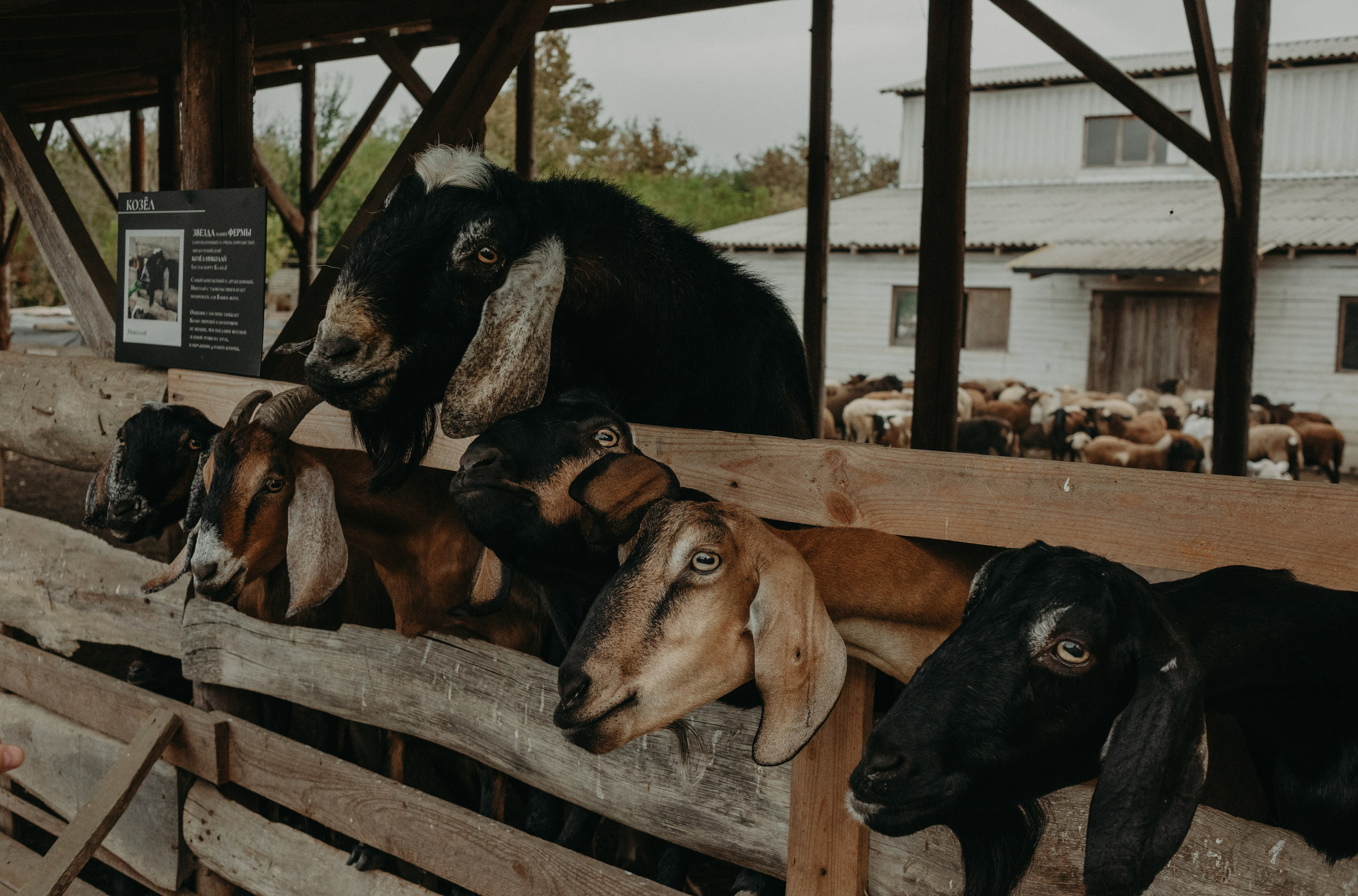 Семейное путешествие на ферму. Фотограф в Краснодаре Евгения Михаевич
