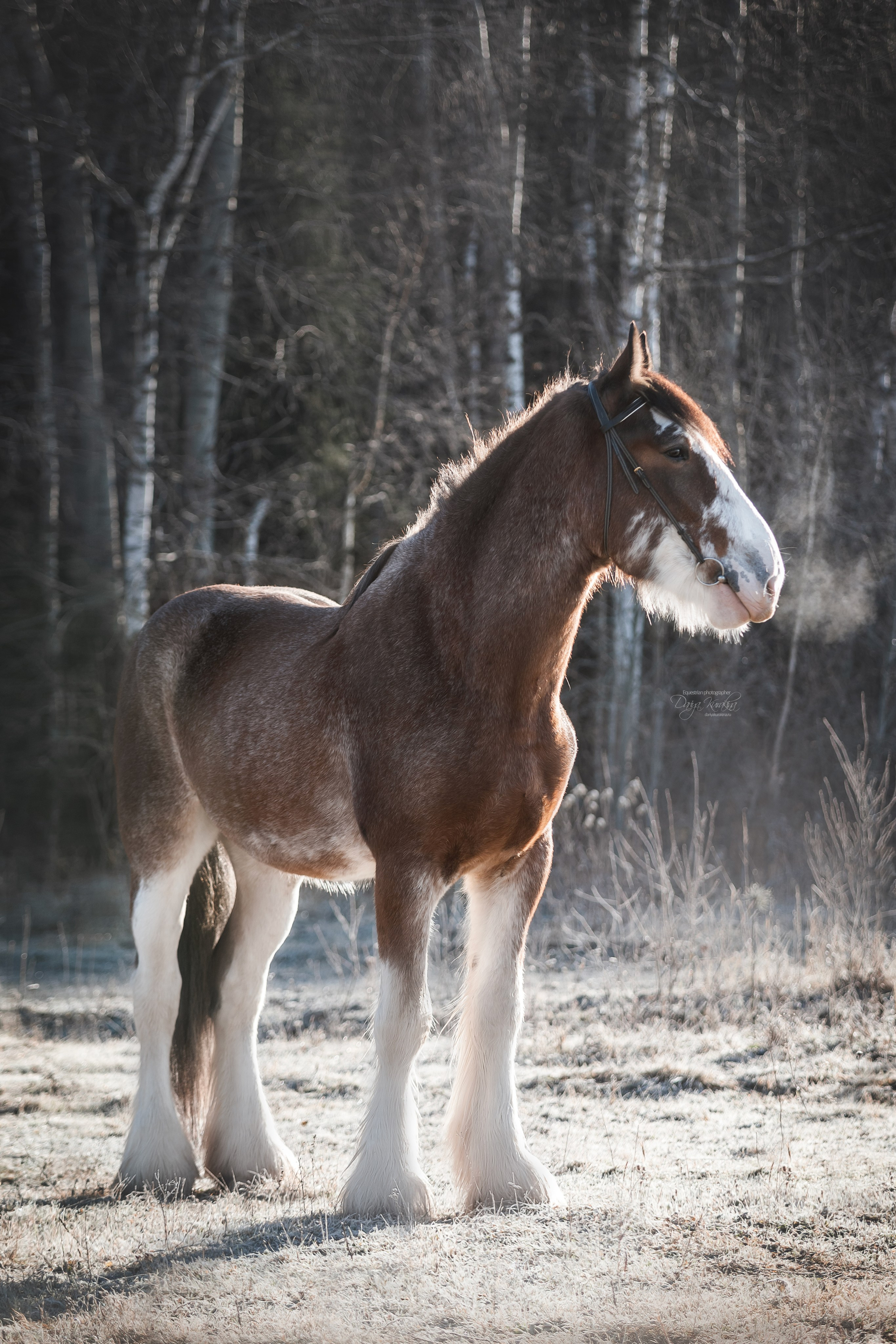 Komardins. Конный фотограф Куракина Дарья • Фотосессии с лошадьми