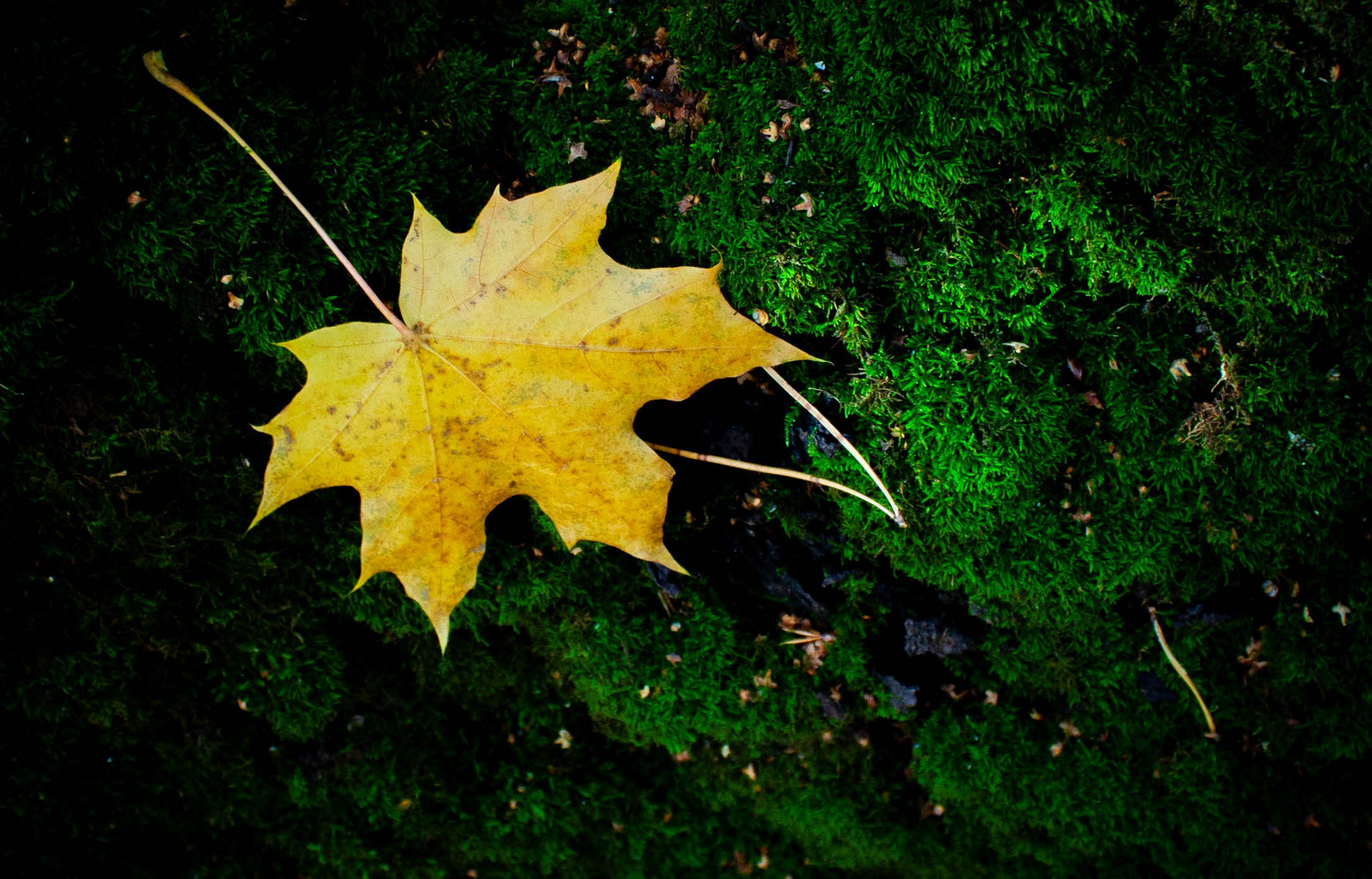 Природа, зверушки. Фотограф и кожевник Кирилл Удалов