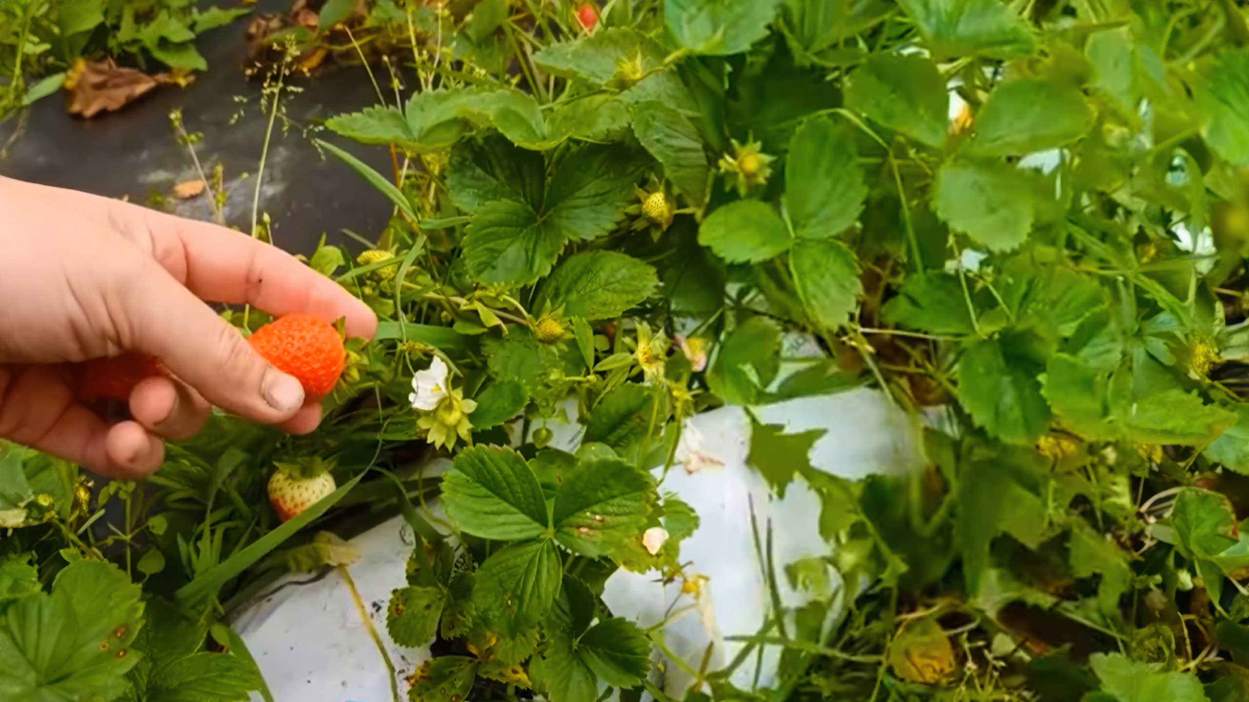 БИОЭНЕРГИЯ — Производство субстрата для теплиц, маты для выращивания