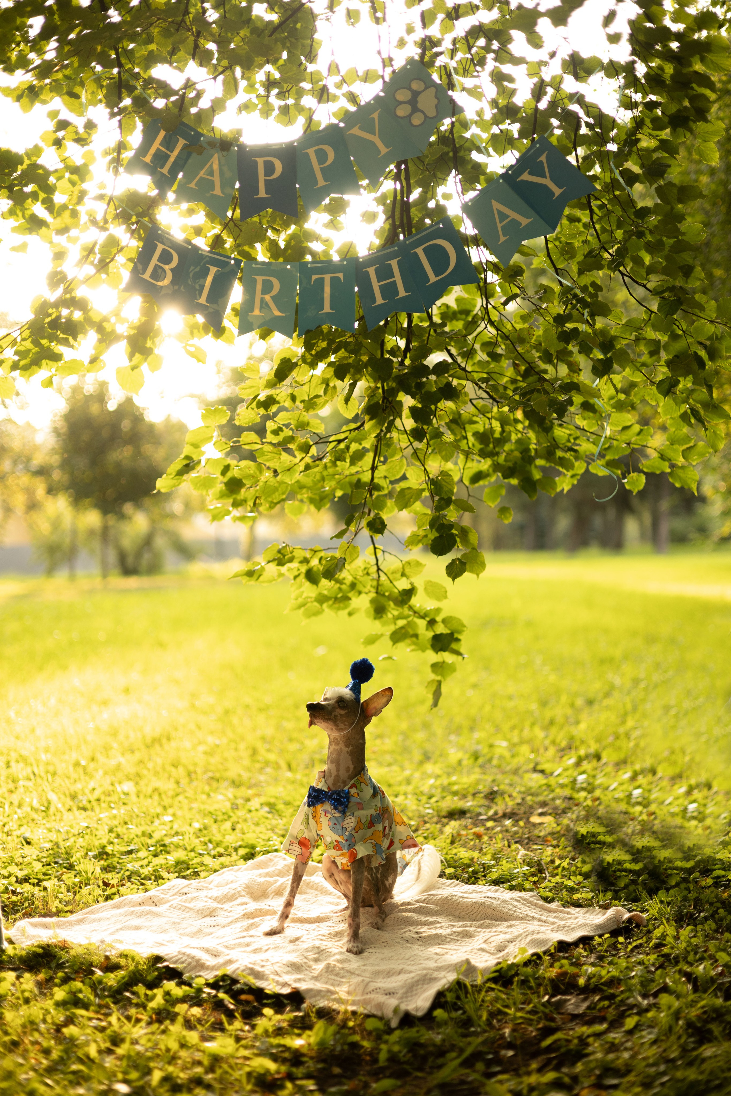 Даша, Рома и Гоша. Фотограф животных Евгения Верцинская