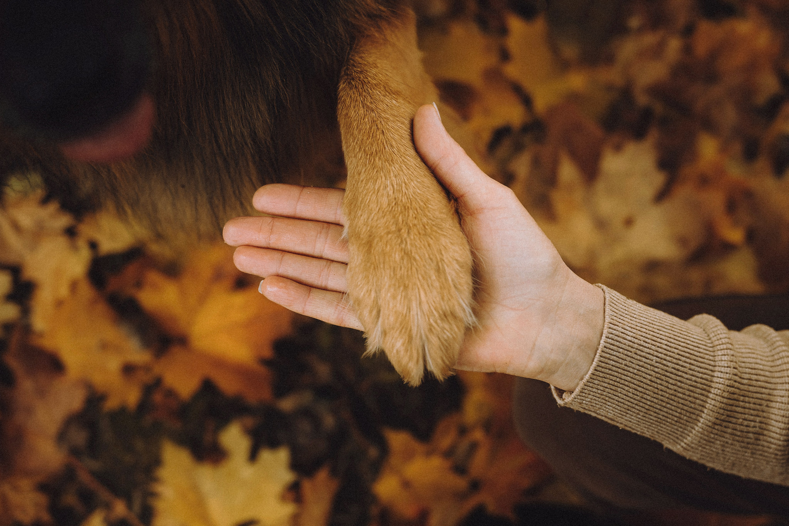 Хлоя, Герда и их семья