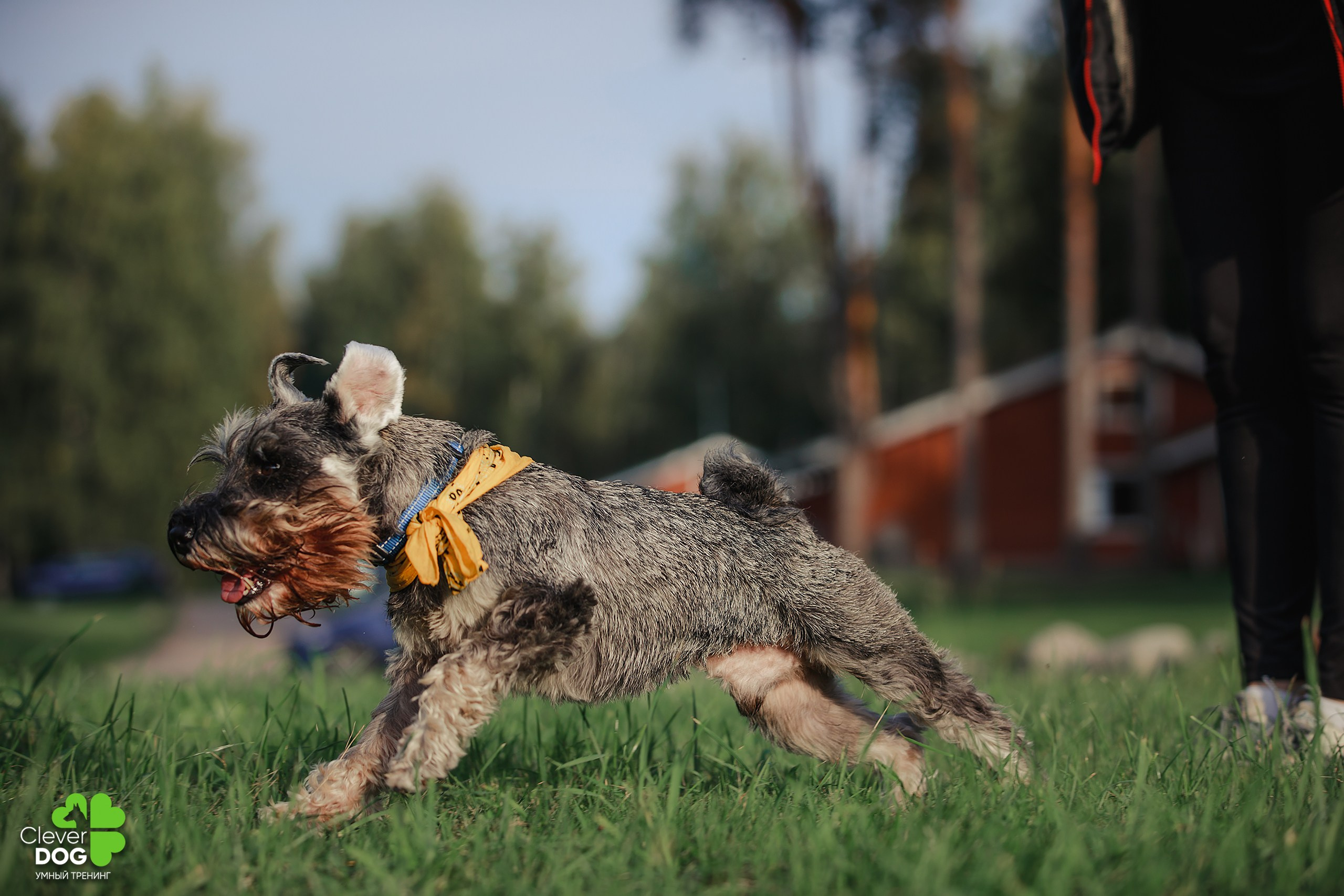 Кинологический лагерь CleverDog, 2024. Фотограф-анималист Mary Mart — Москва, Питер