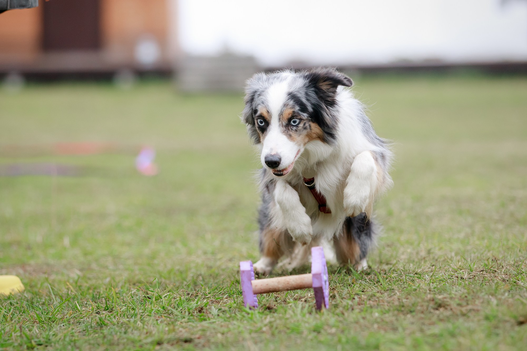 Лагерь по ОБД с Инной Баженовой. Фотограф-анималист Mary Mart — Москва, Питер