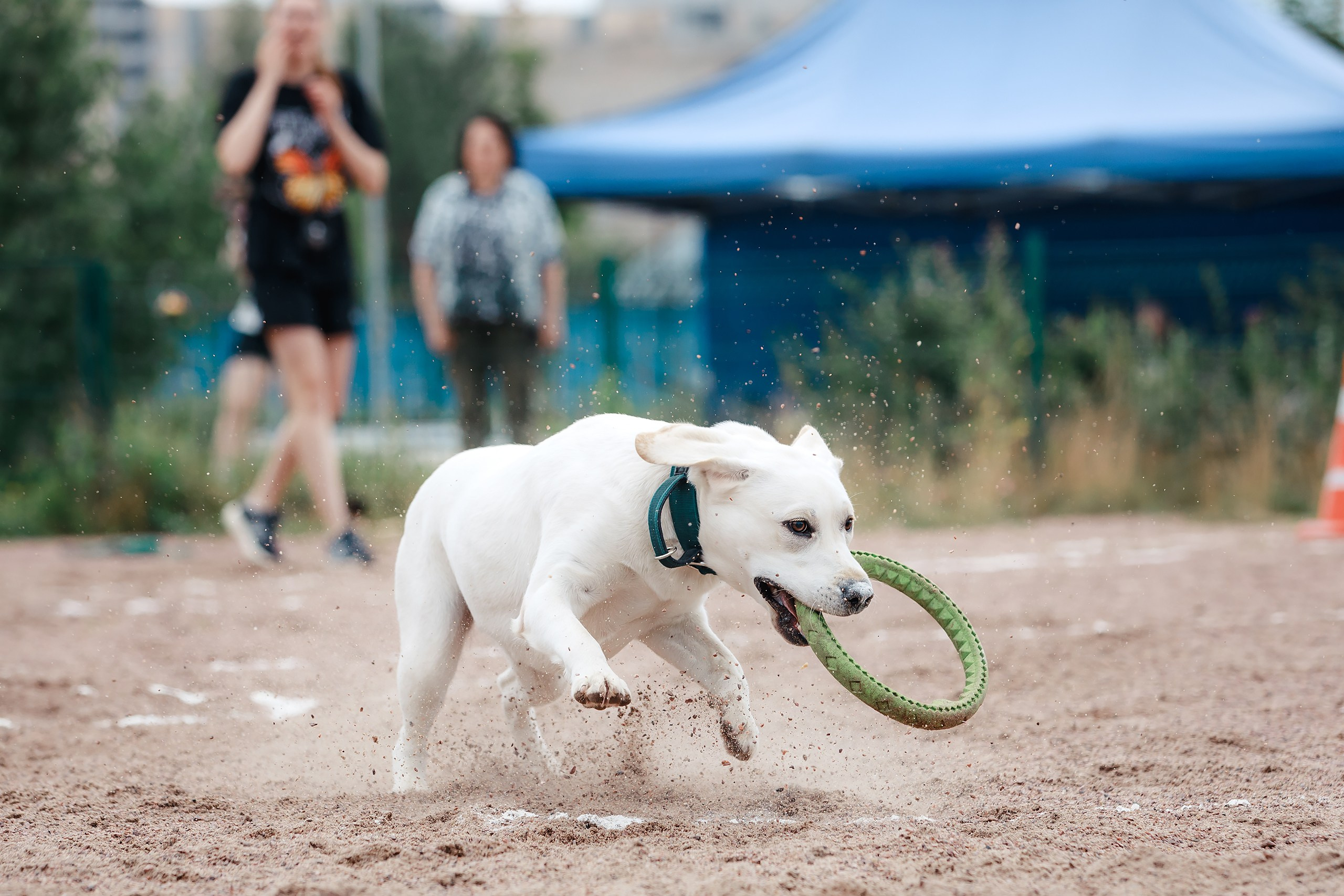 Питч&Гоу + веселые старты. Фотограф-анималист Mary Mart — Москва, Питер