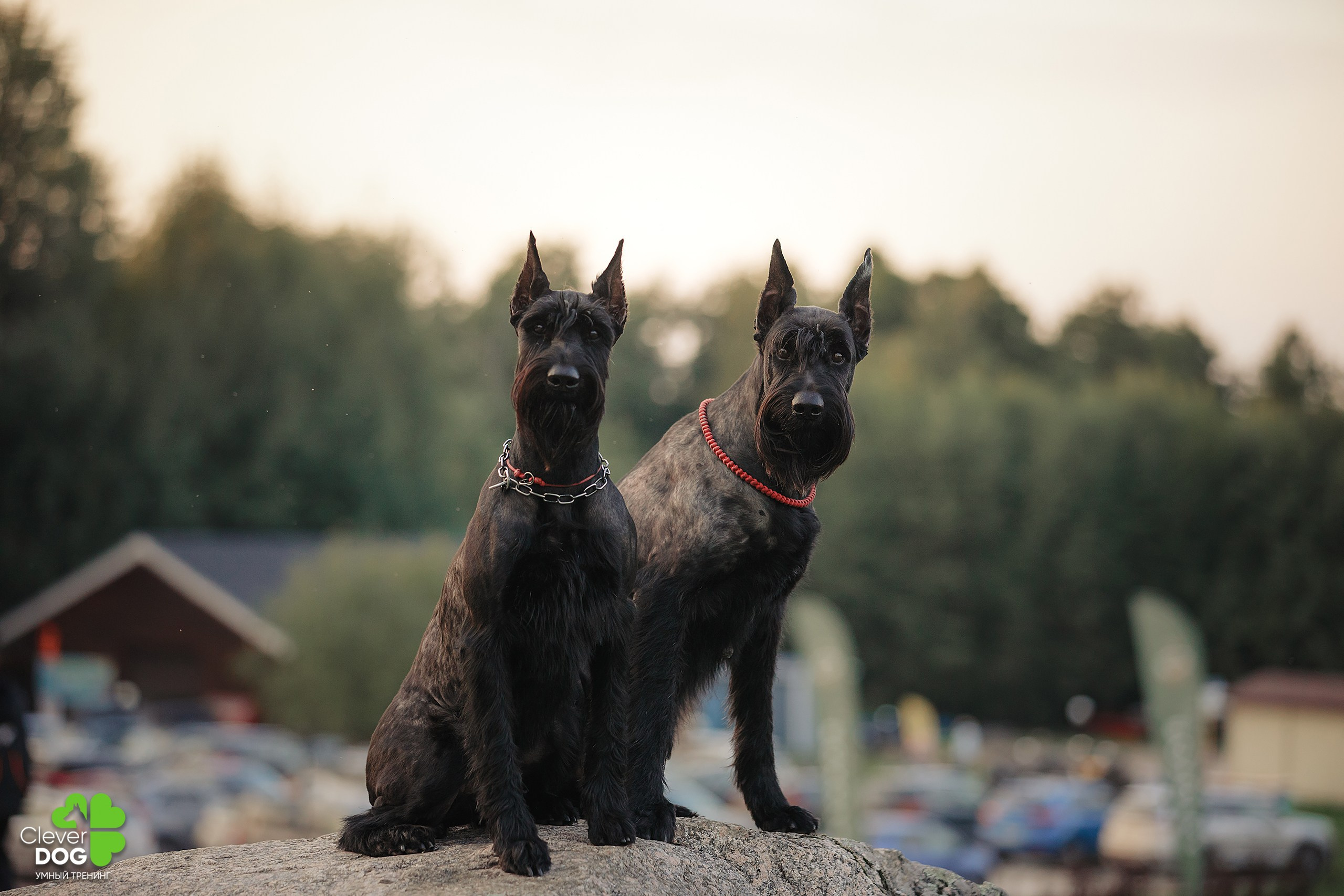 Кинологический лагерь CleverDog, 2024. Фотограф-анималист Mary Mart — Москва, Питер