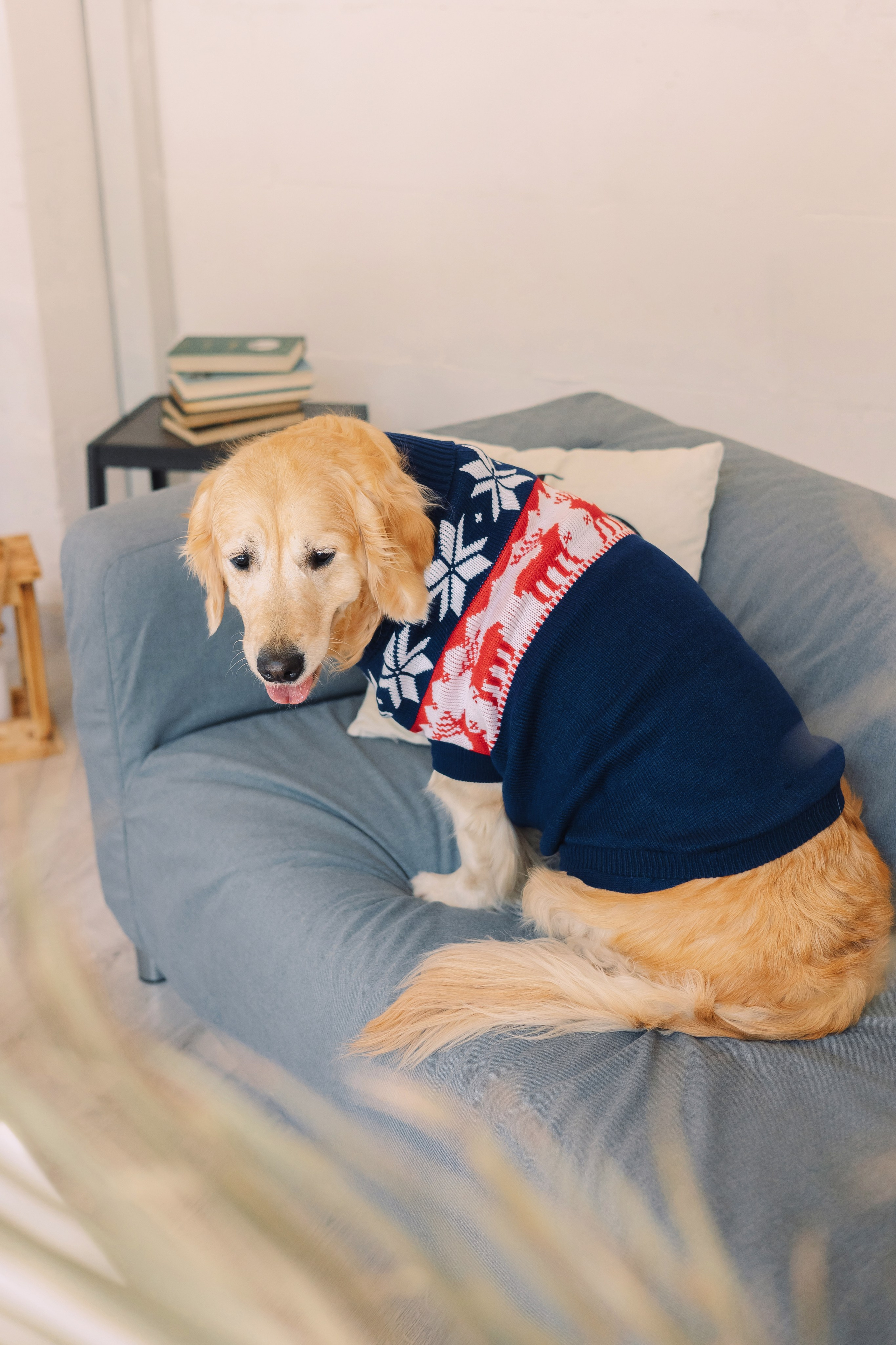 Магазин Friend of mine. Фотограф-анималист Елена Радченко, Москва