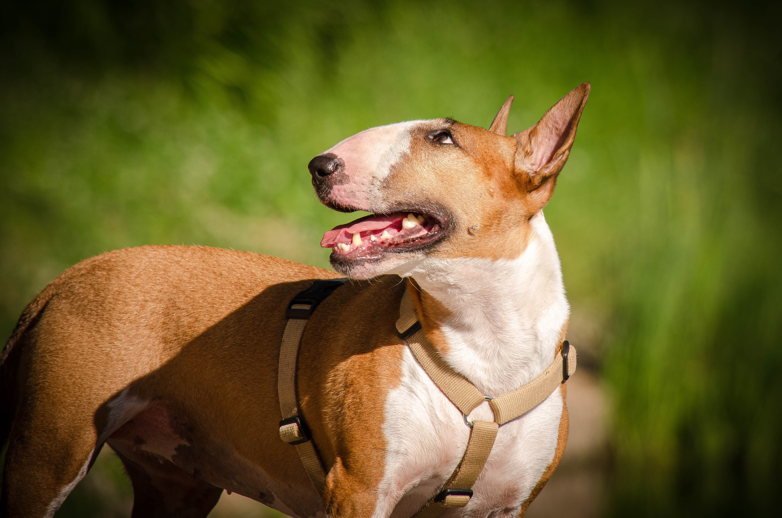 Пуля. Фотограф Светлана Блинова, Москва и Московская область