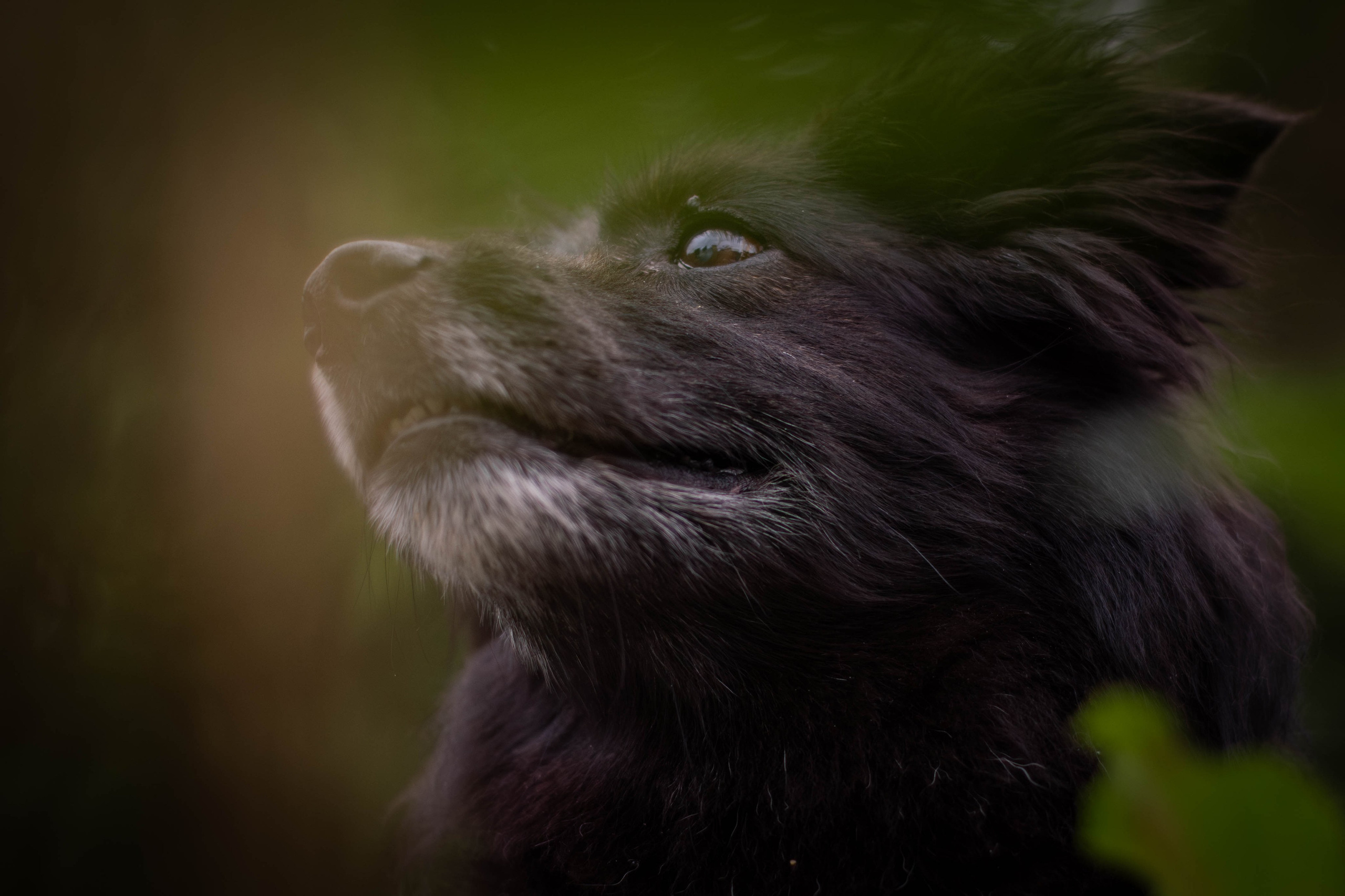 Альба и Даша. Фотограф Светлана Блинова, Москва и Московская область