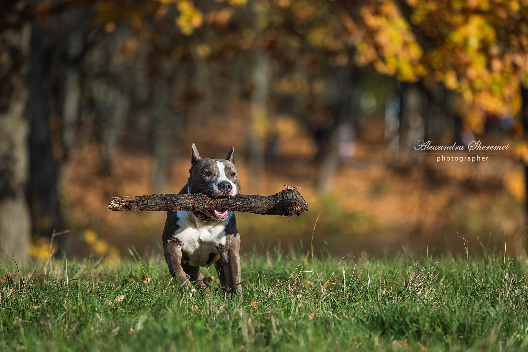Шерри. Фотограф-анималист Александра Шеремет