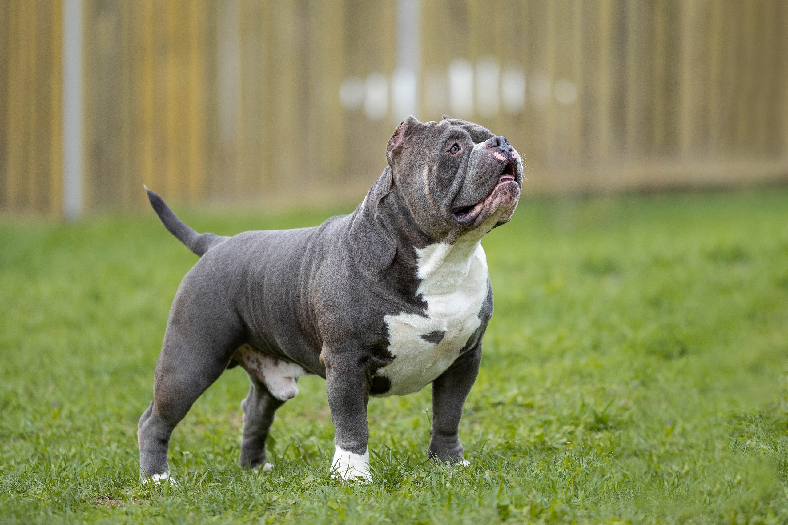 Щенки булли. Фотограф Анималист в Перми Анастасия Остерман