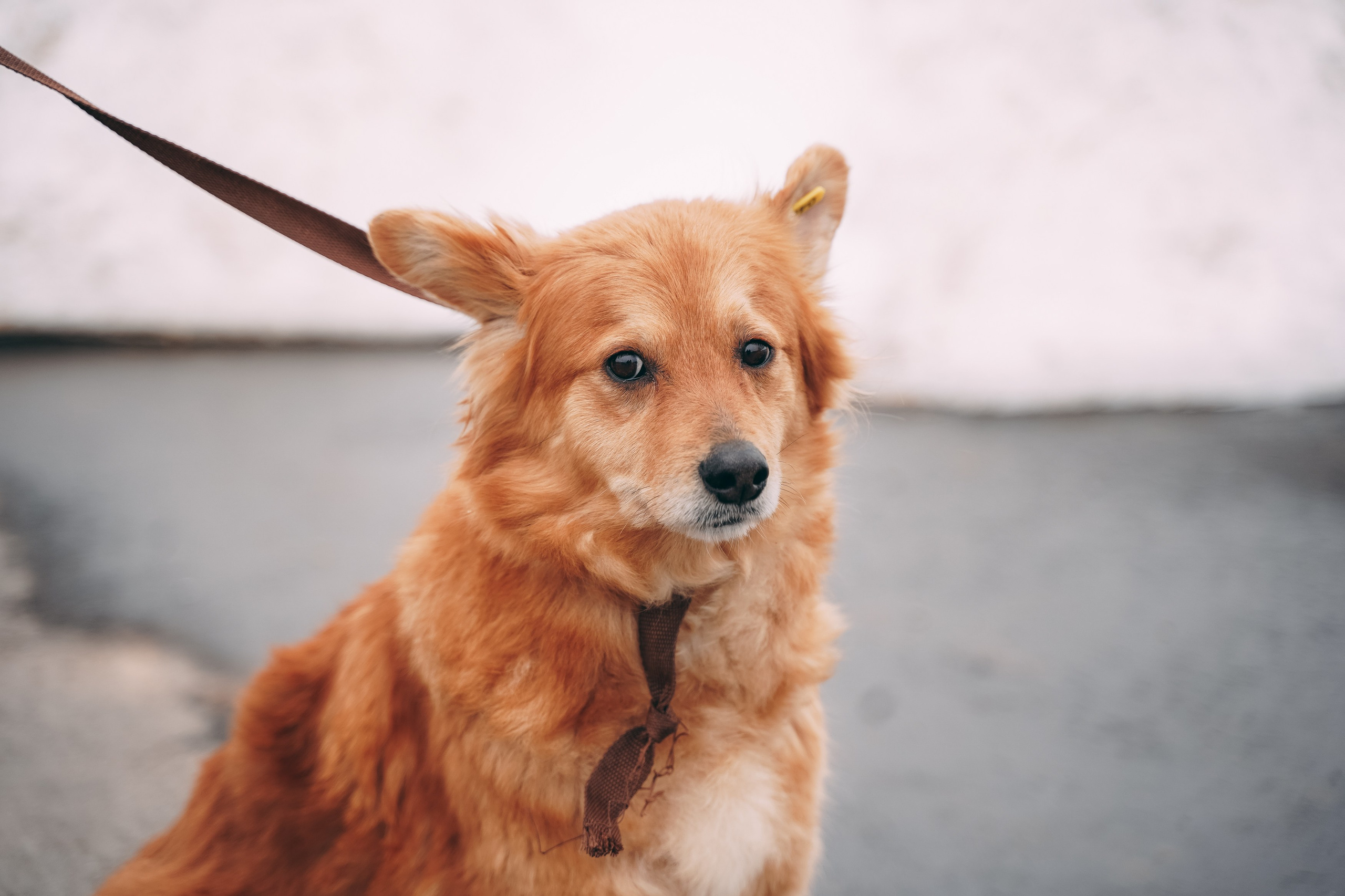 Съемка для благотворительного фонда «Дог 24». Фотограф-анималист, портретный фотограф в Чебоксарах Мария Садыкова