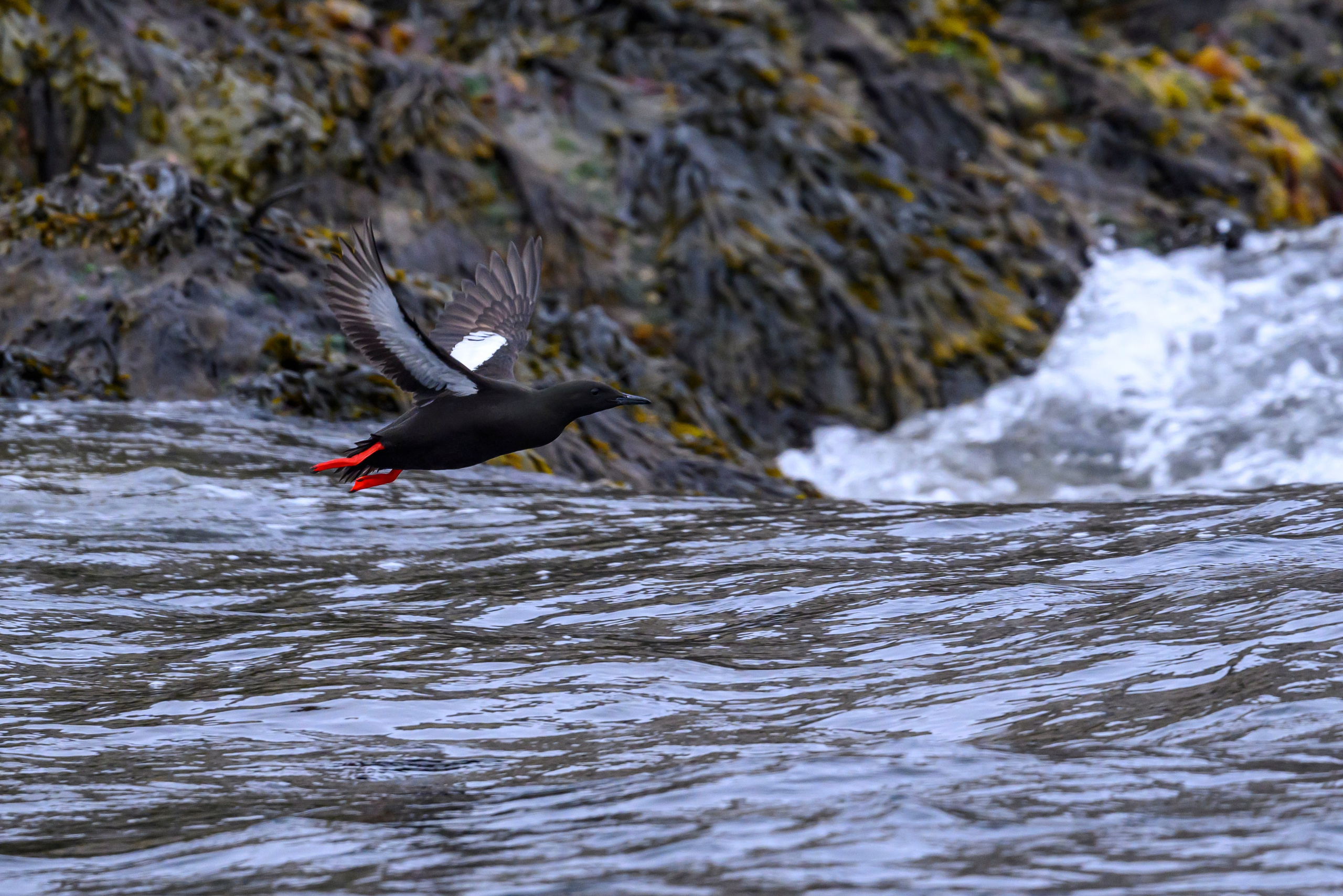 Мурманская область. Июнь 2024. Фотограф Сергей Пупонин