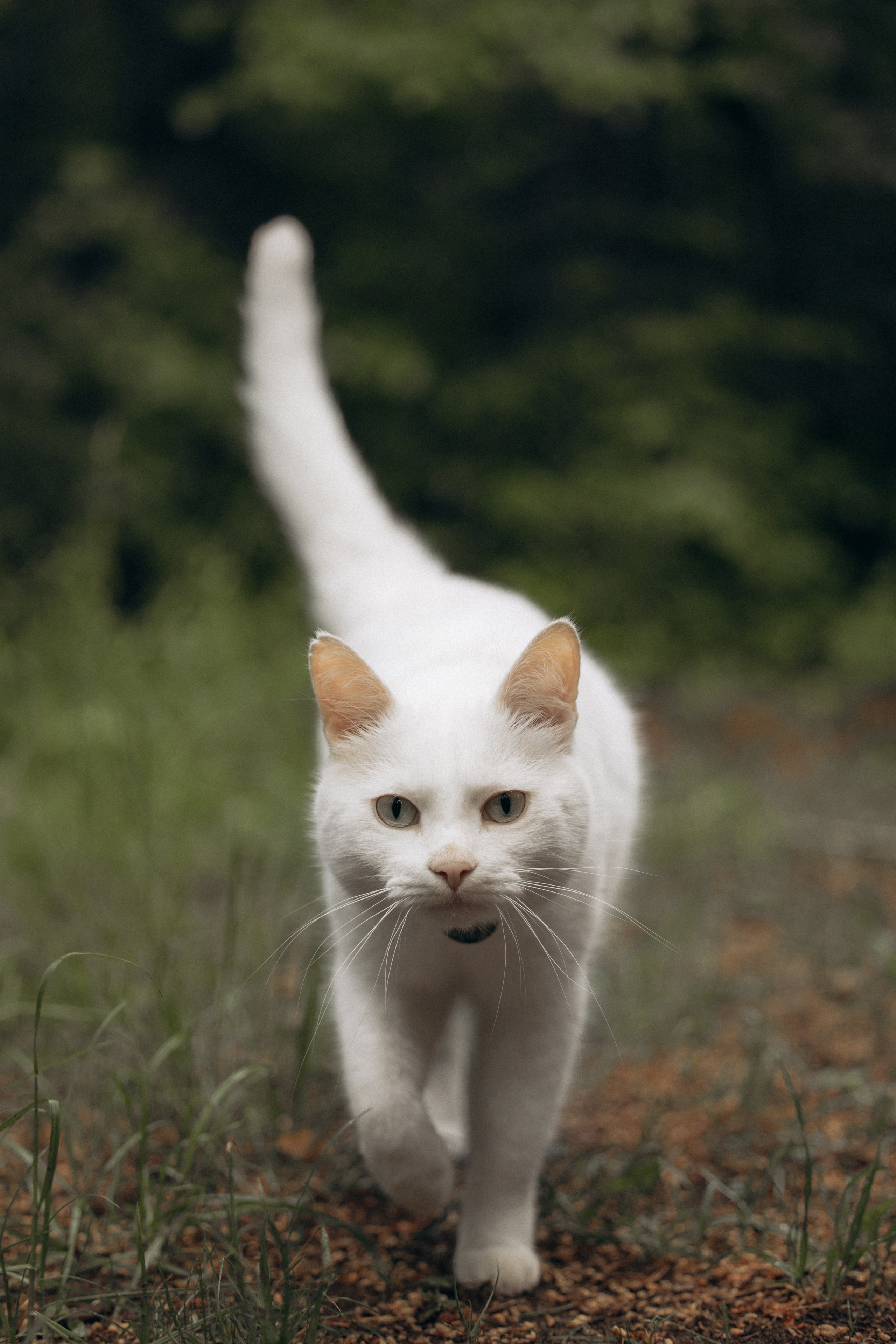 Настасья и кот Шалфей. Фотограф анималист в Казани Алина Сулейманова. Фотограф животных