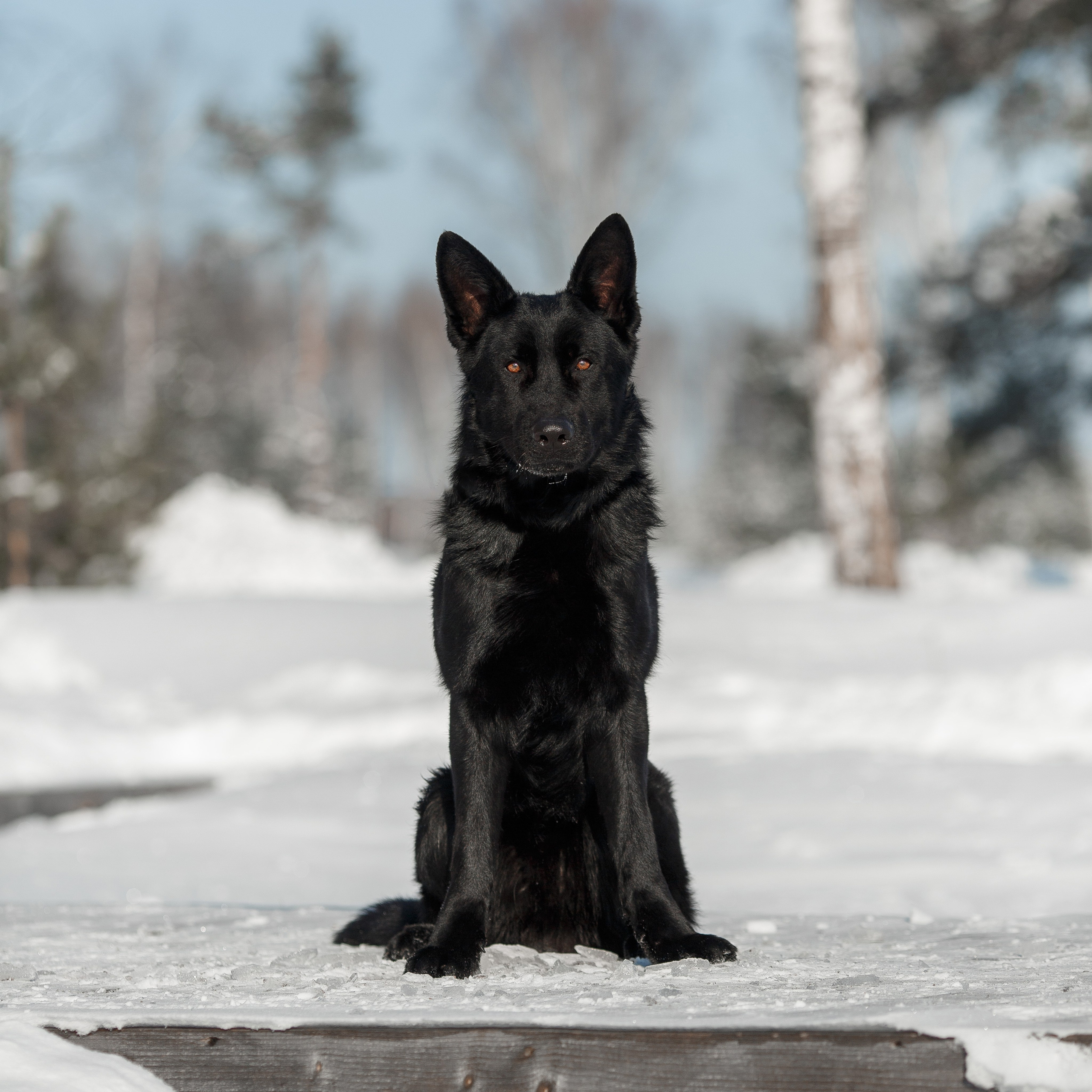 Репортажный фотограф Борис Геер
