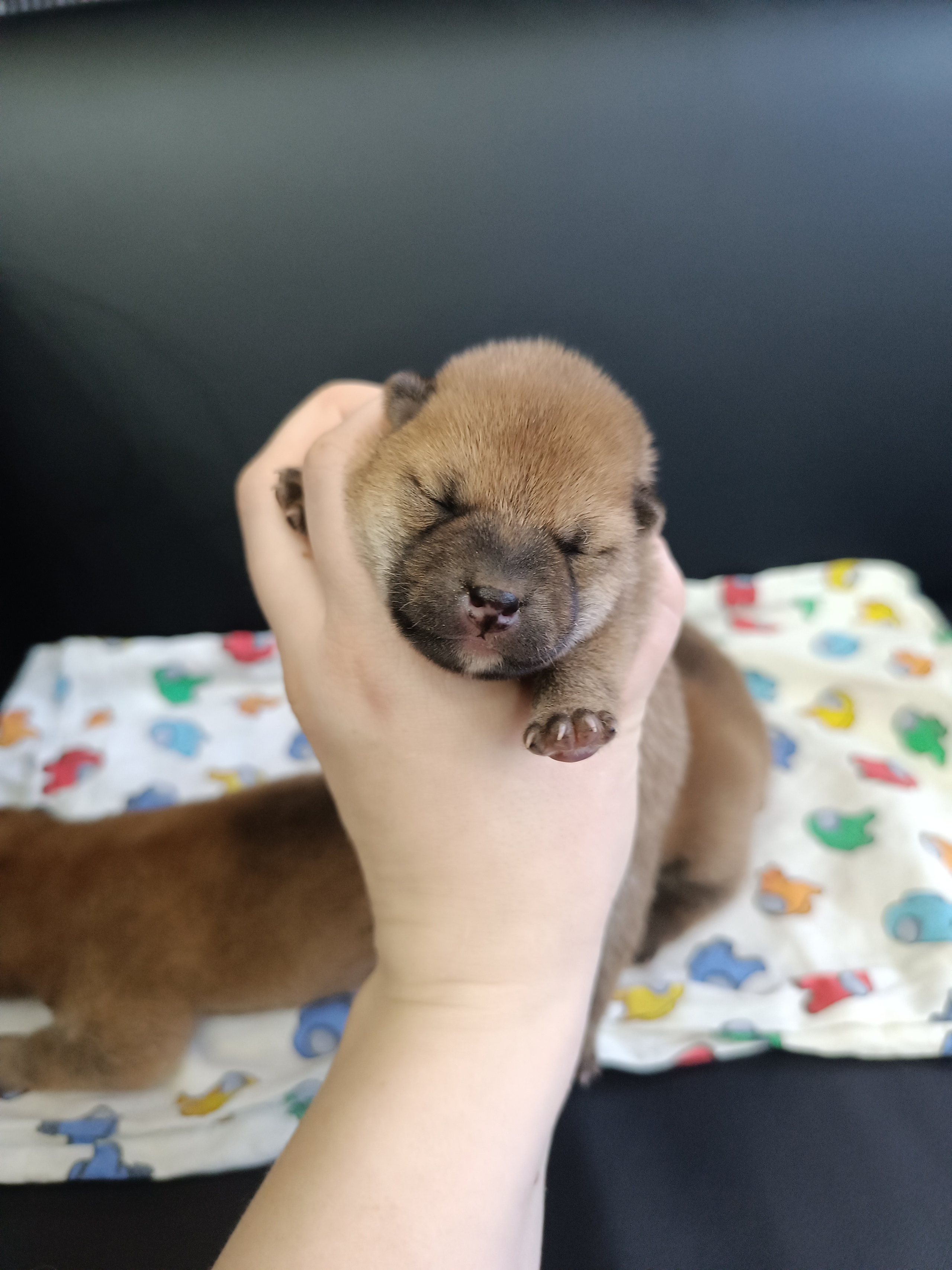 сиба питомник Рубилайт щенки на продажу rubylight  сиба щенки купить СПб Санкт-Петербург 