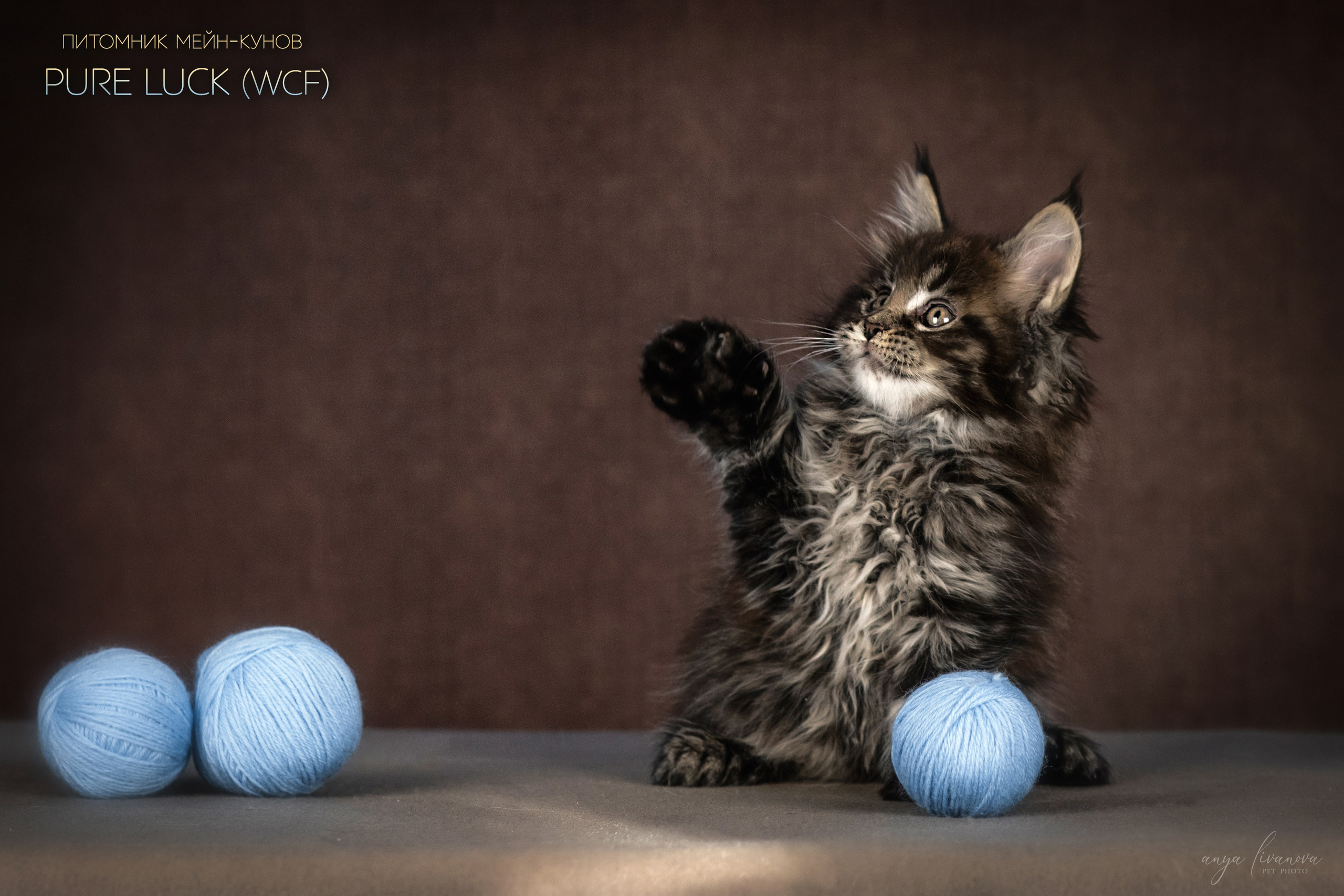 Мейнкуны. Фотограф анималист Аня Ливанова | Рыбинск