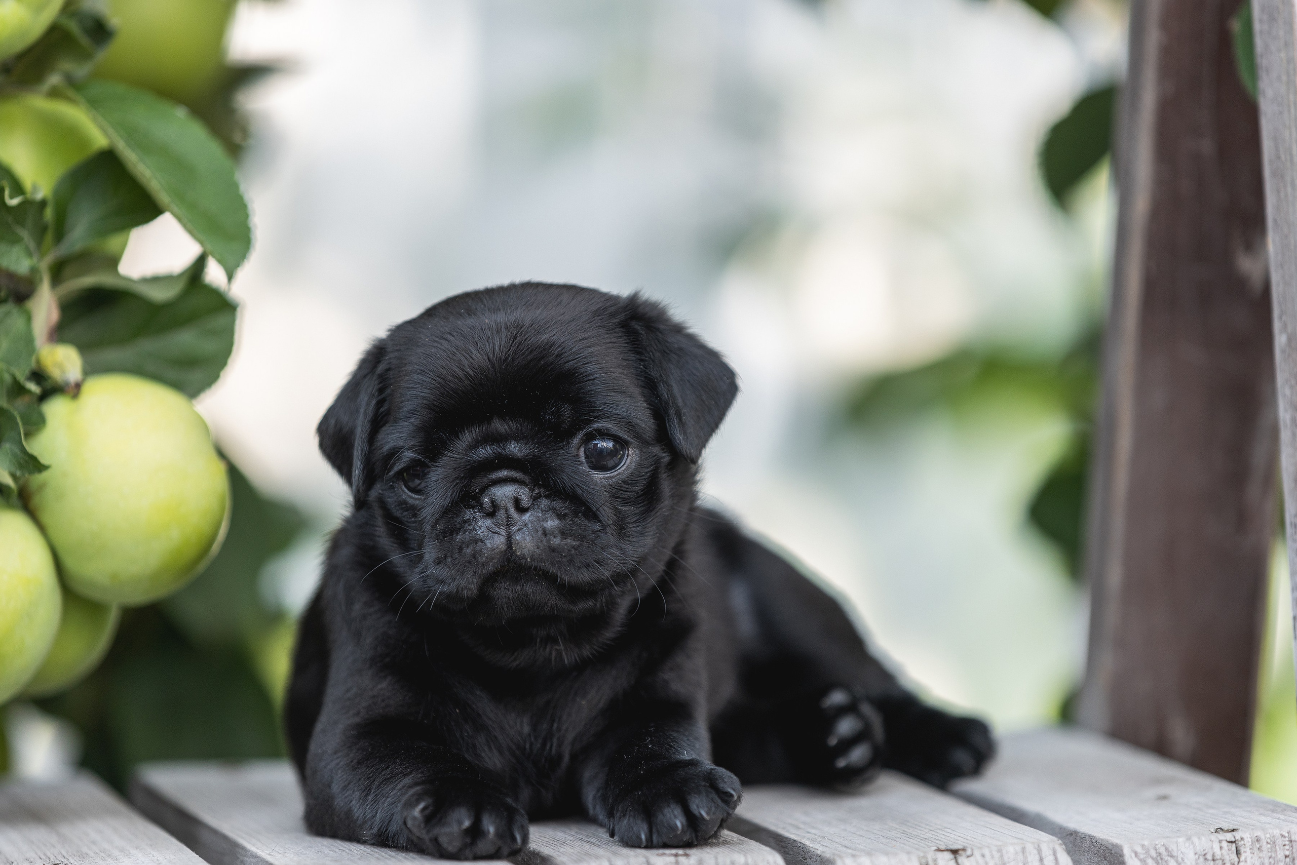 Собаки и не только. Фотограф Алена Звездина